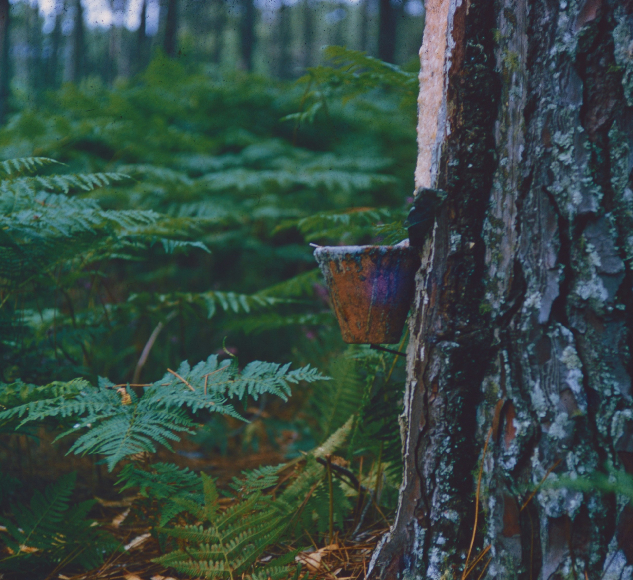 Clay cup on pine tree trunk - Free Photo on Unsplash