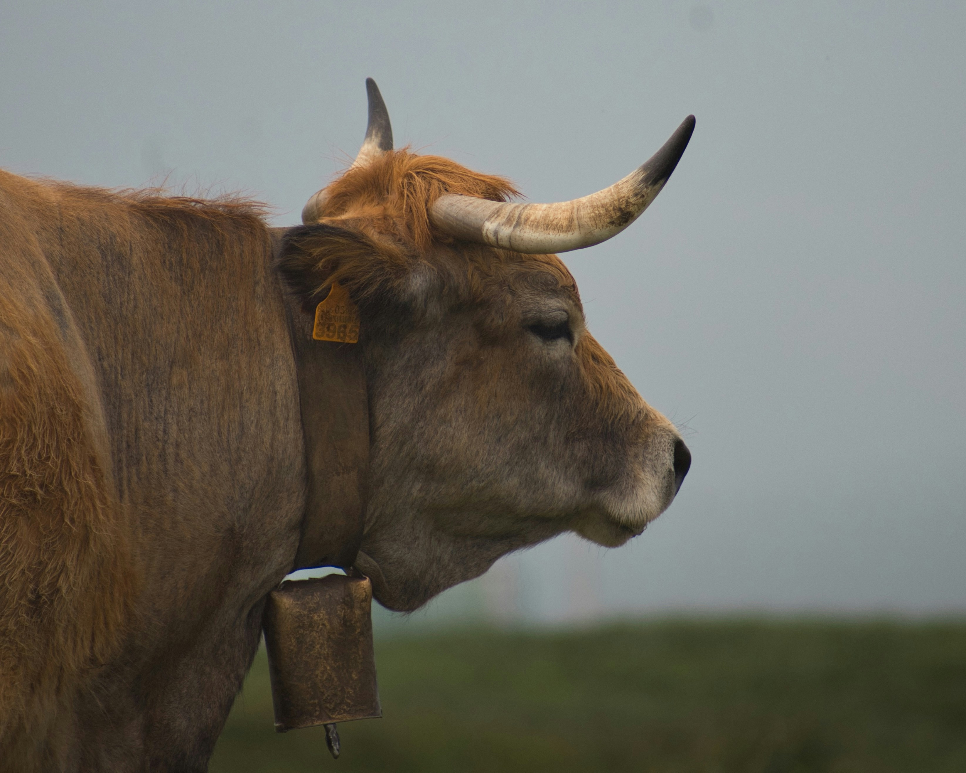 Brown cow with bell in mist - Free Photo on Unsplash