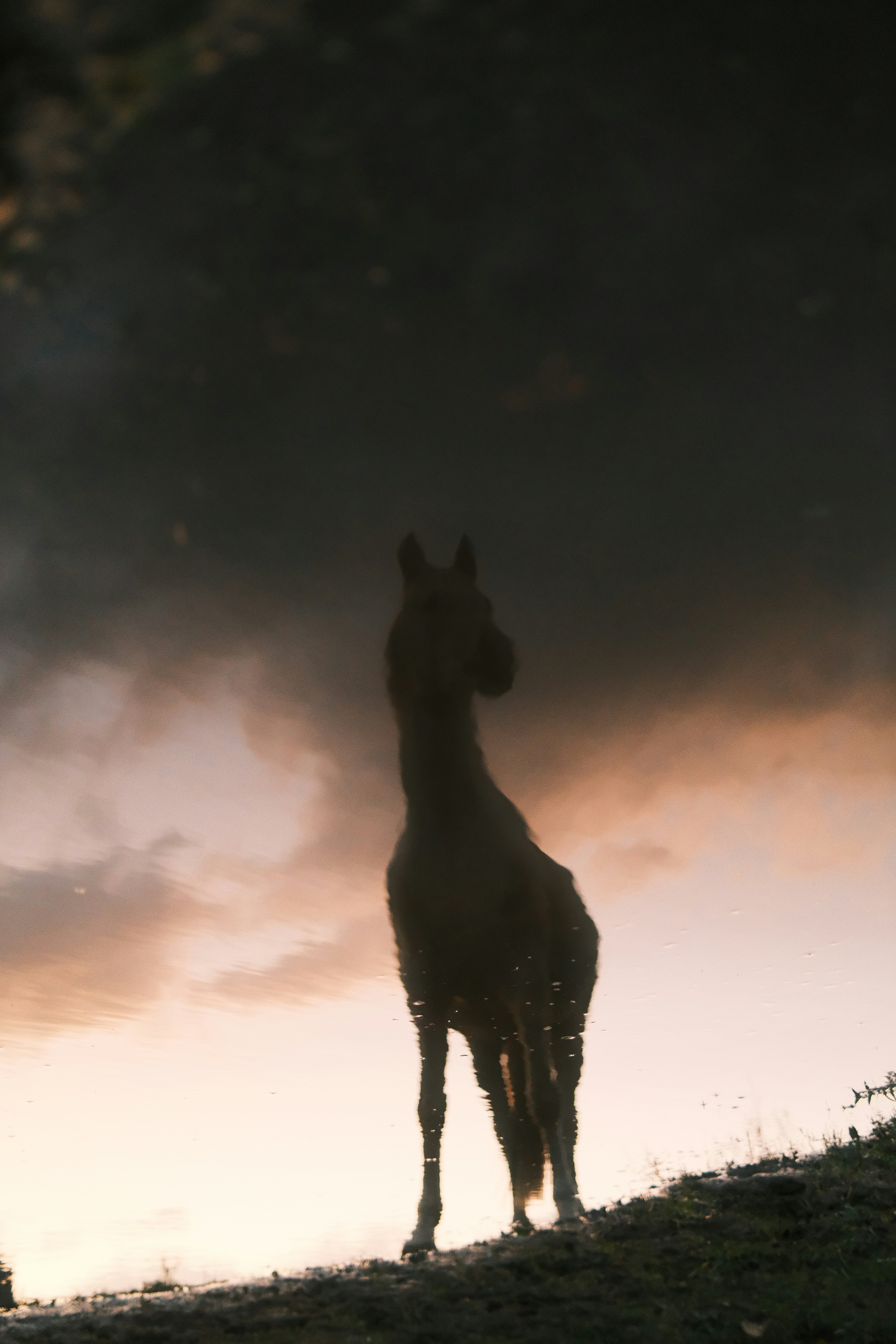 A reflection of a horse in a puddle against a warm orange sky - 相关推荐