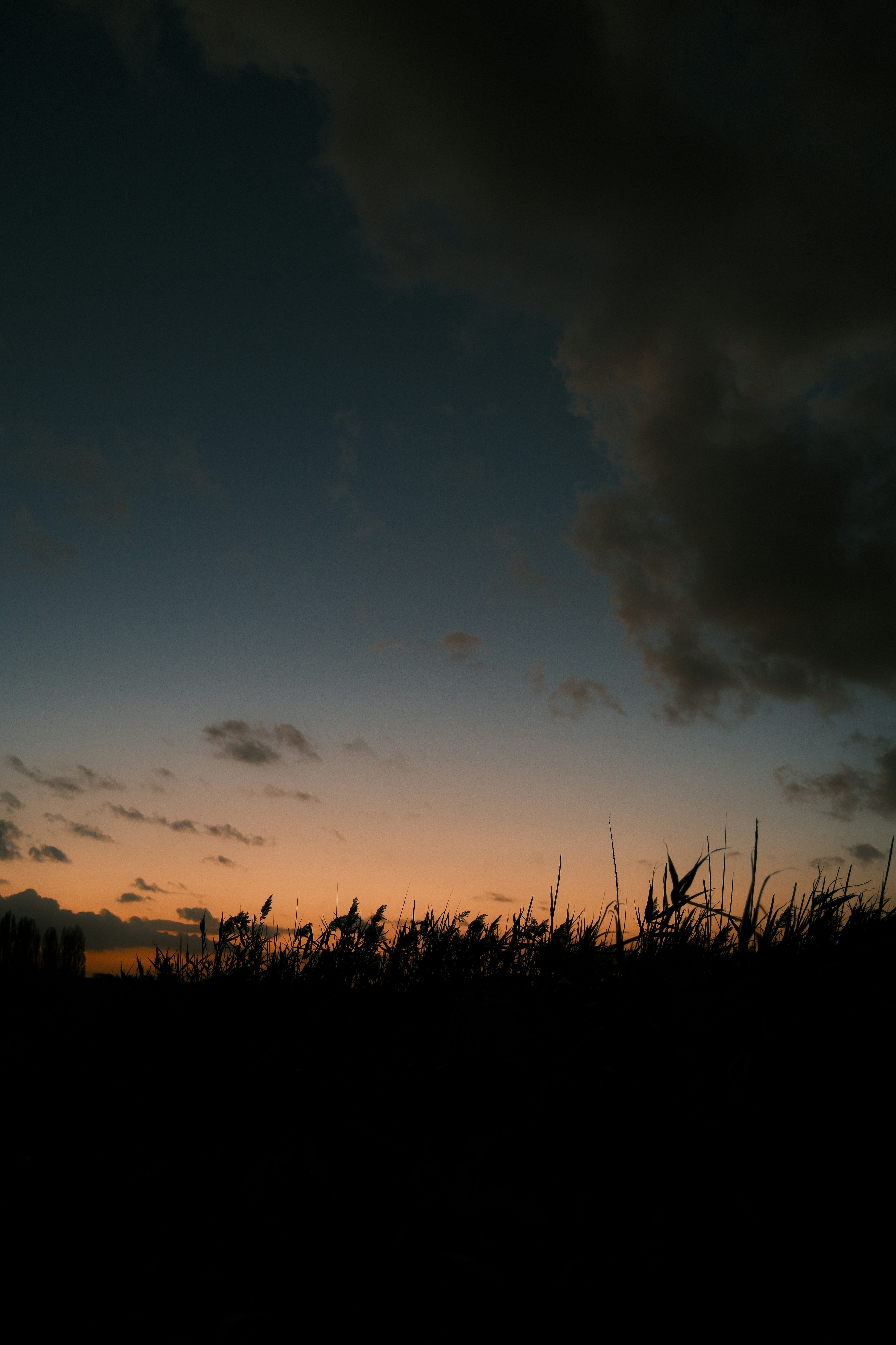 Silhouetted reeds against a warm orange sky during the golden hour - 相关推荐