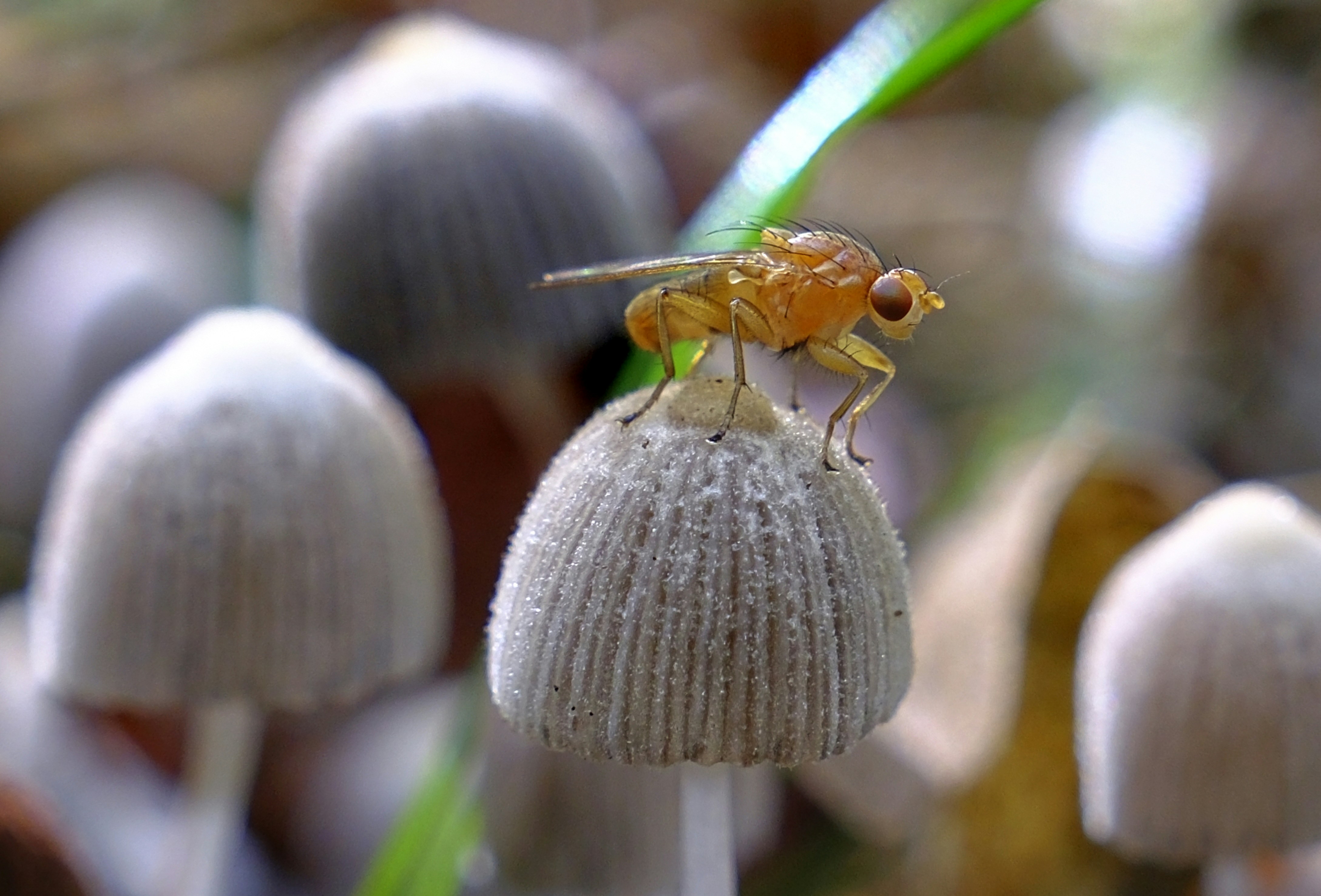 A small mushroom photographed outdoors