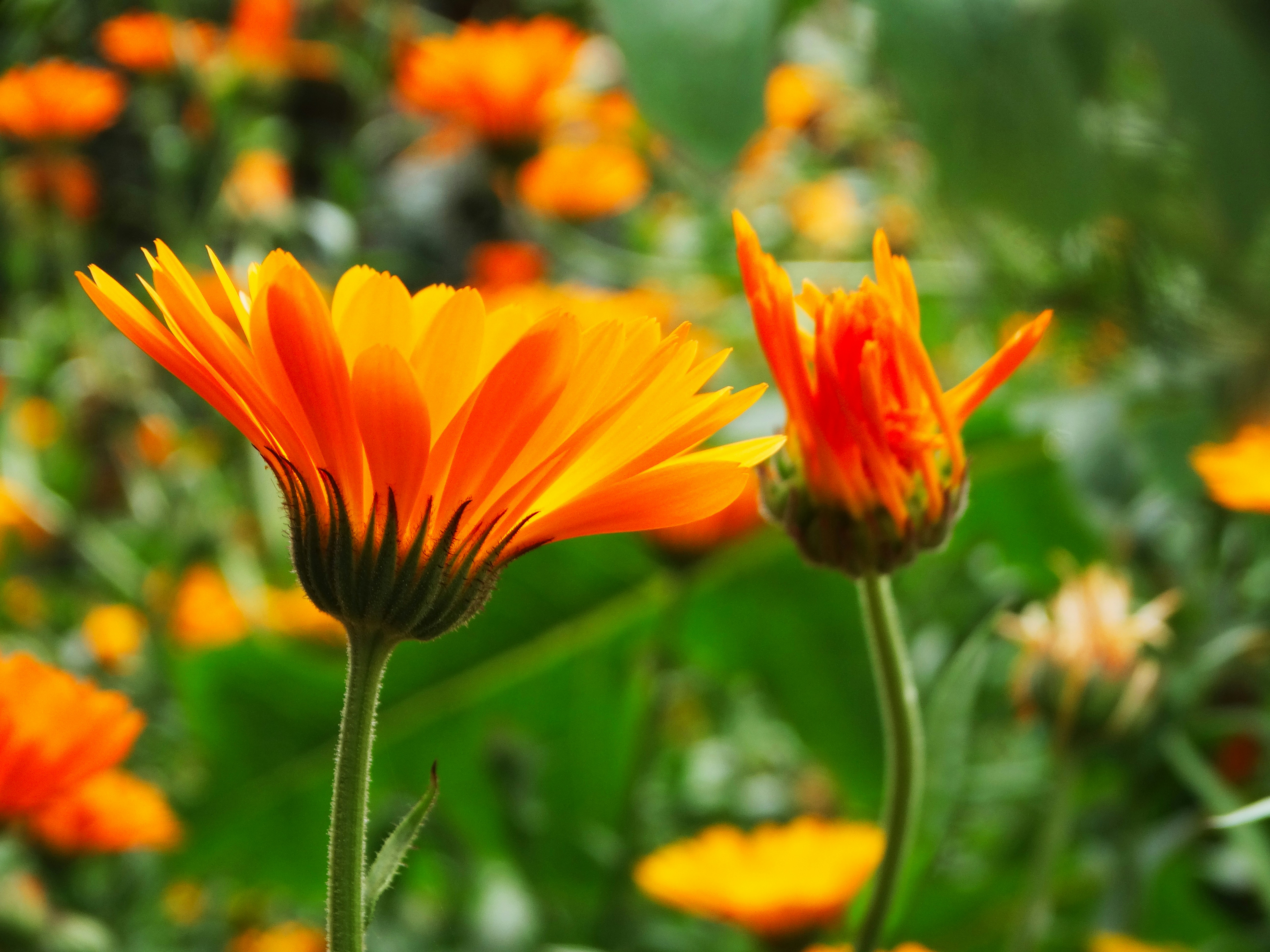 Orange calendula flowers in garden - Free Photo on Unsplash
