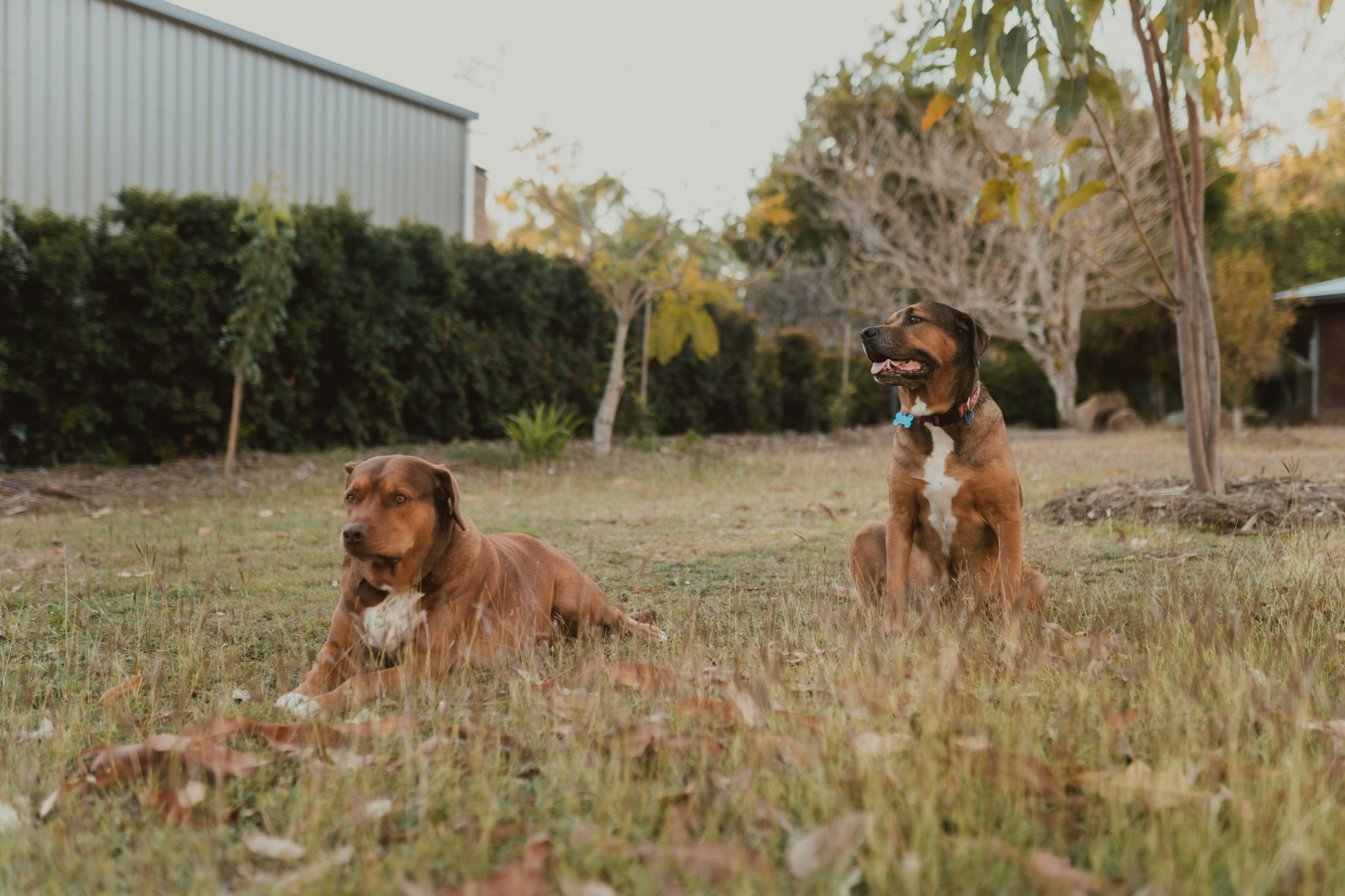 Two brown dogs in Brisbane yard - Free Photo on Unsplash