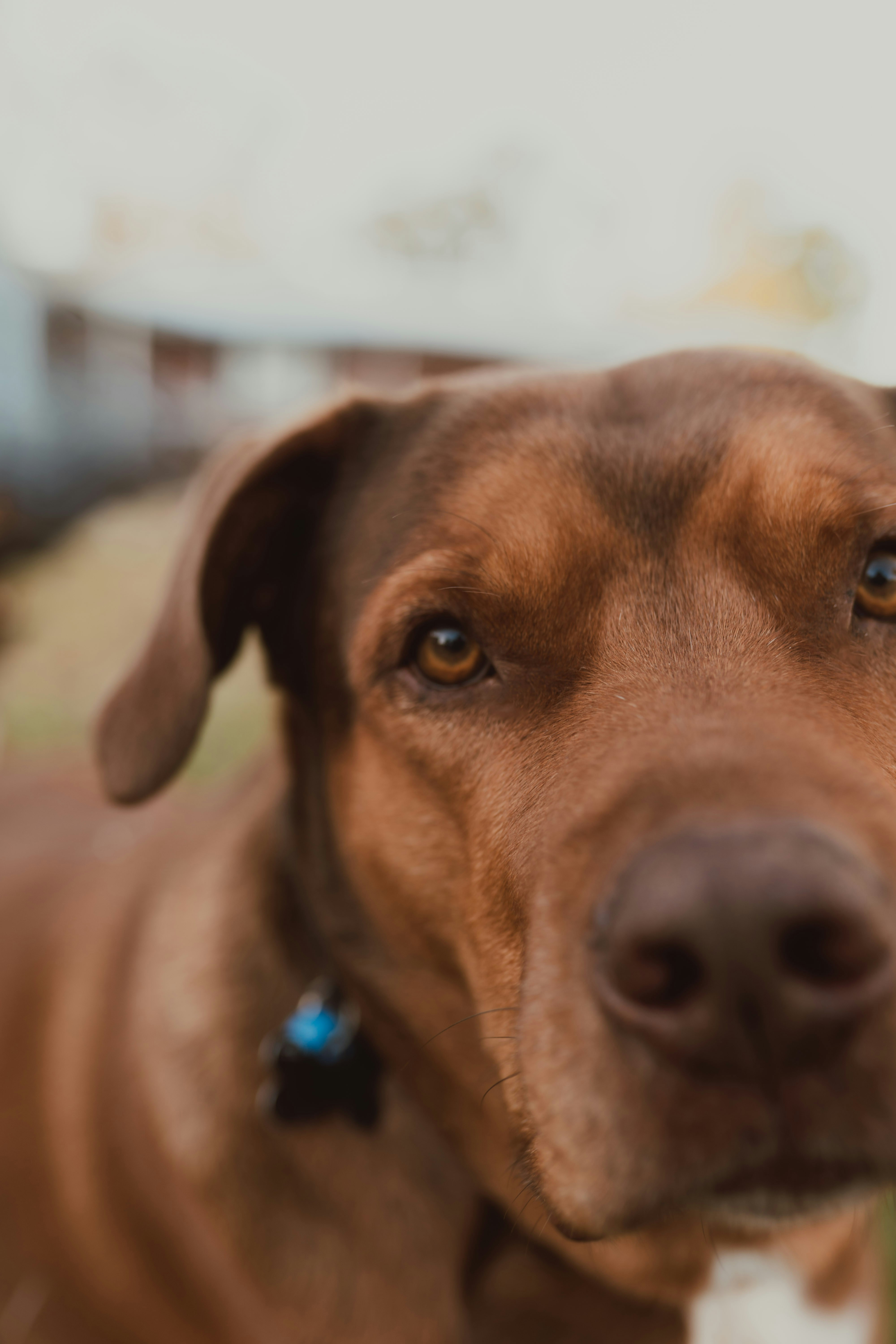 Close-up of a brown dog with amber eyes looking directly at the camera - 相关推荐