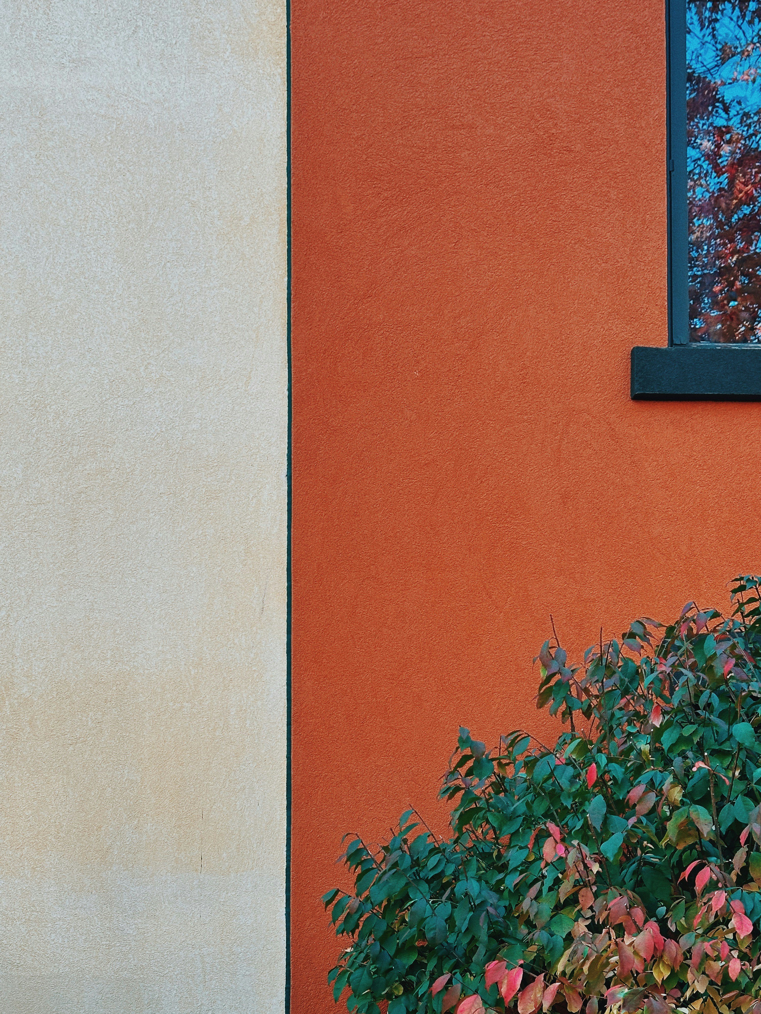 Stucco wall with window and bush - Free Photo on Unsplash