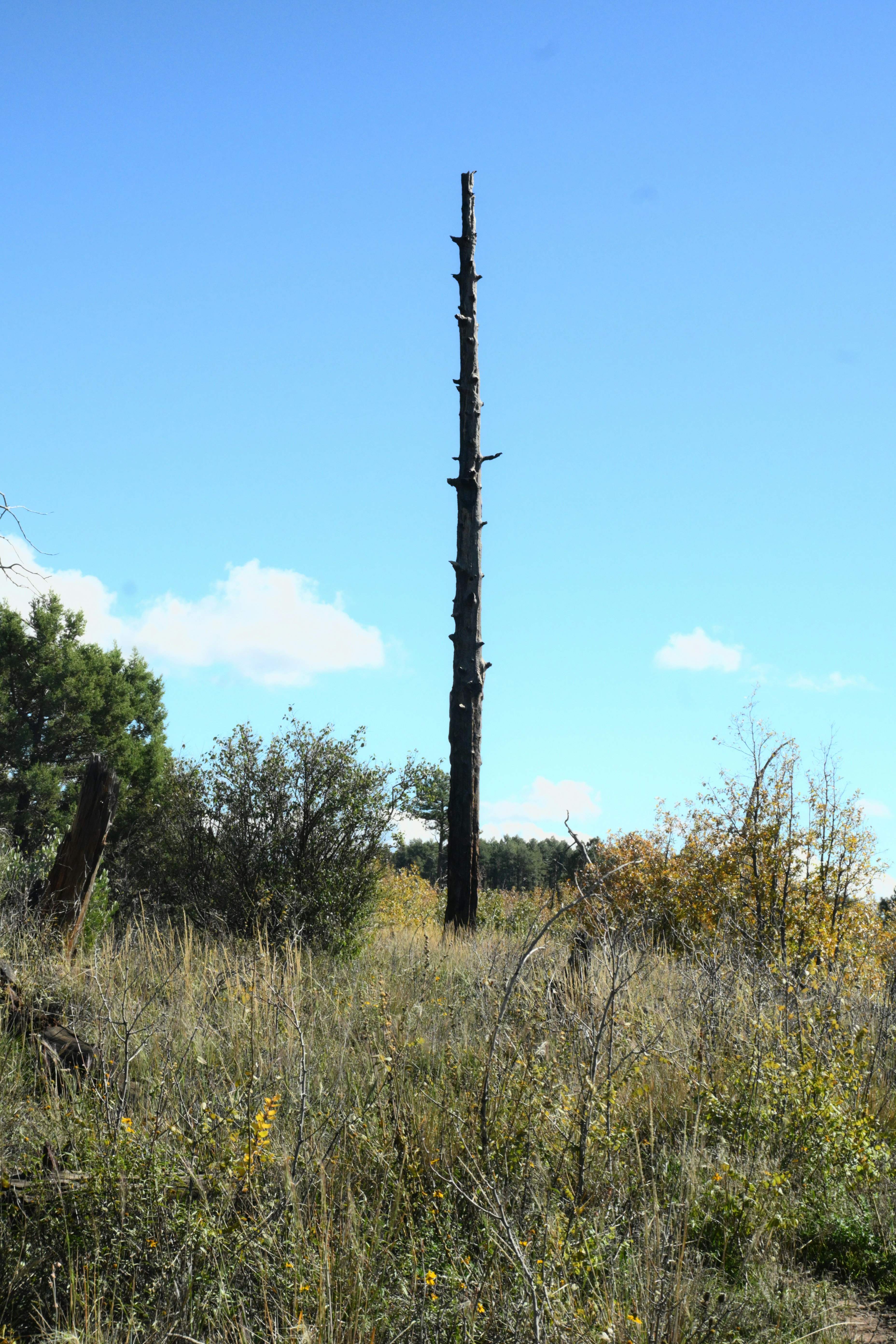 Tall dead tree in dry field - Free Photo on Unsplash