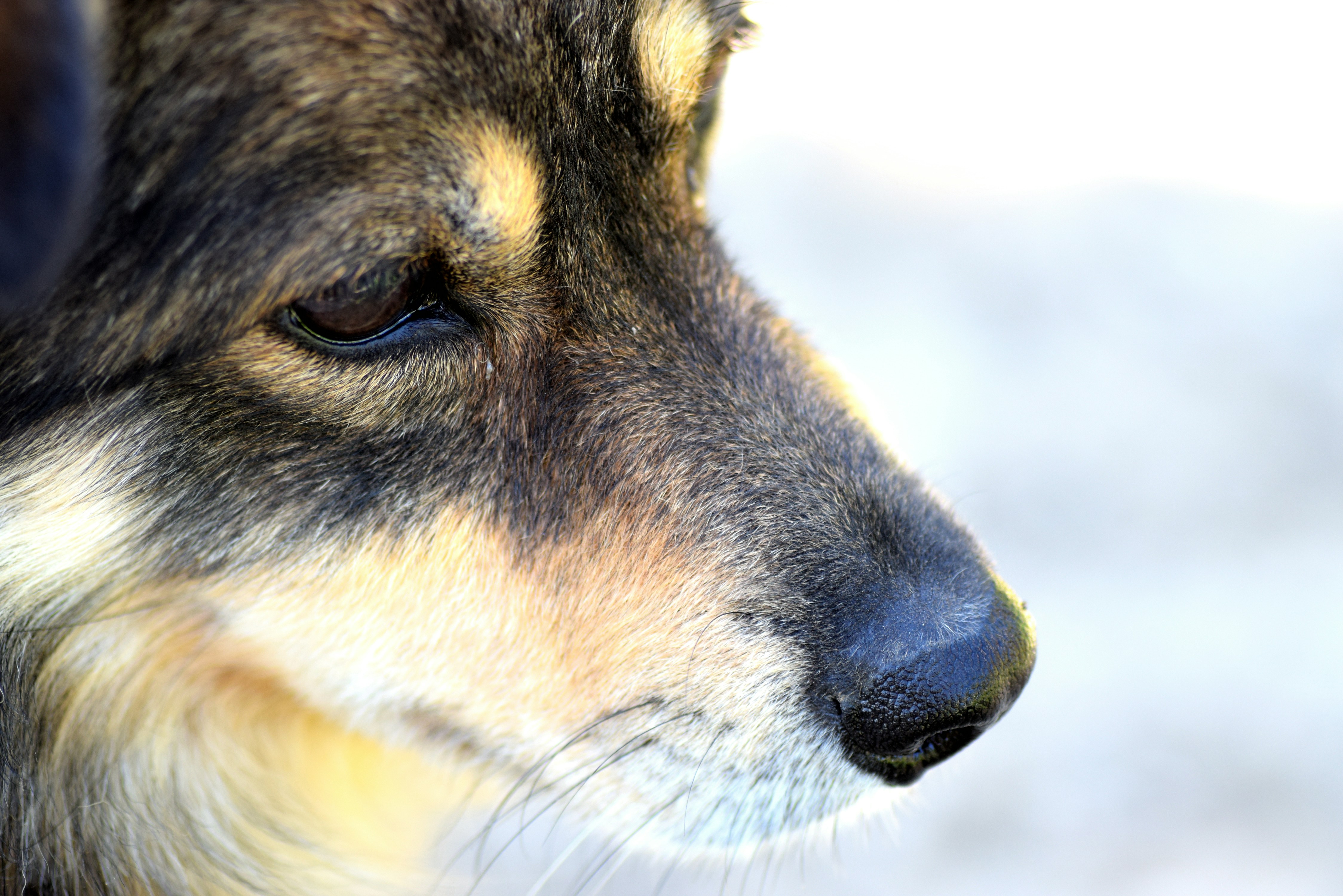 Dog profile with dark nose - Free Photo on Unsplash
