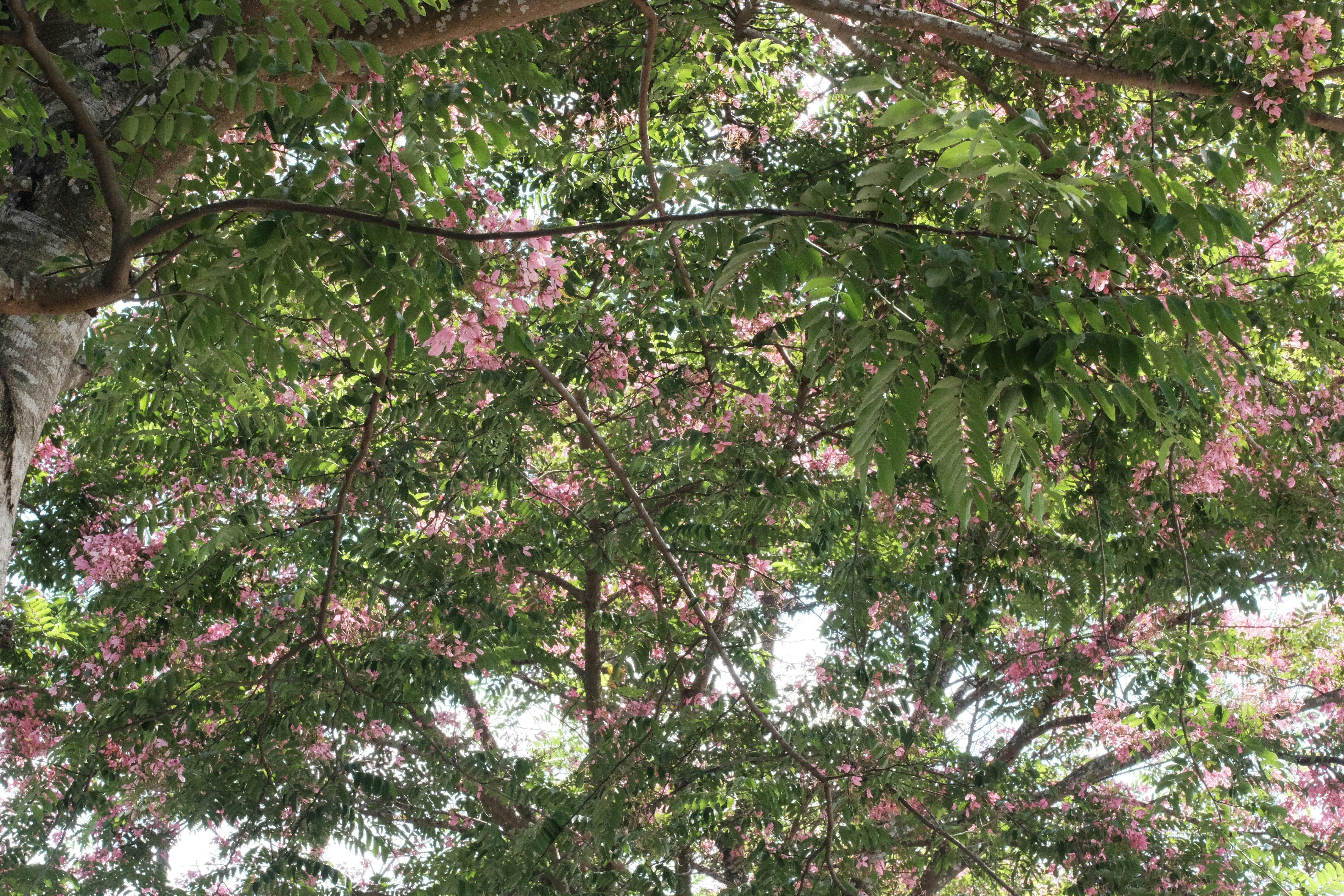 Pink flowers in green tree canopy - Free Photo on Unsplash