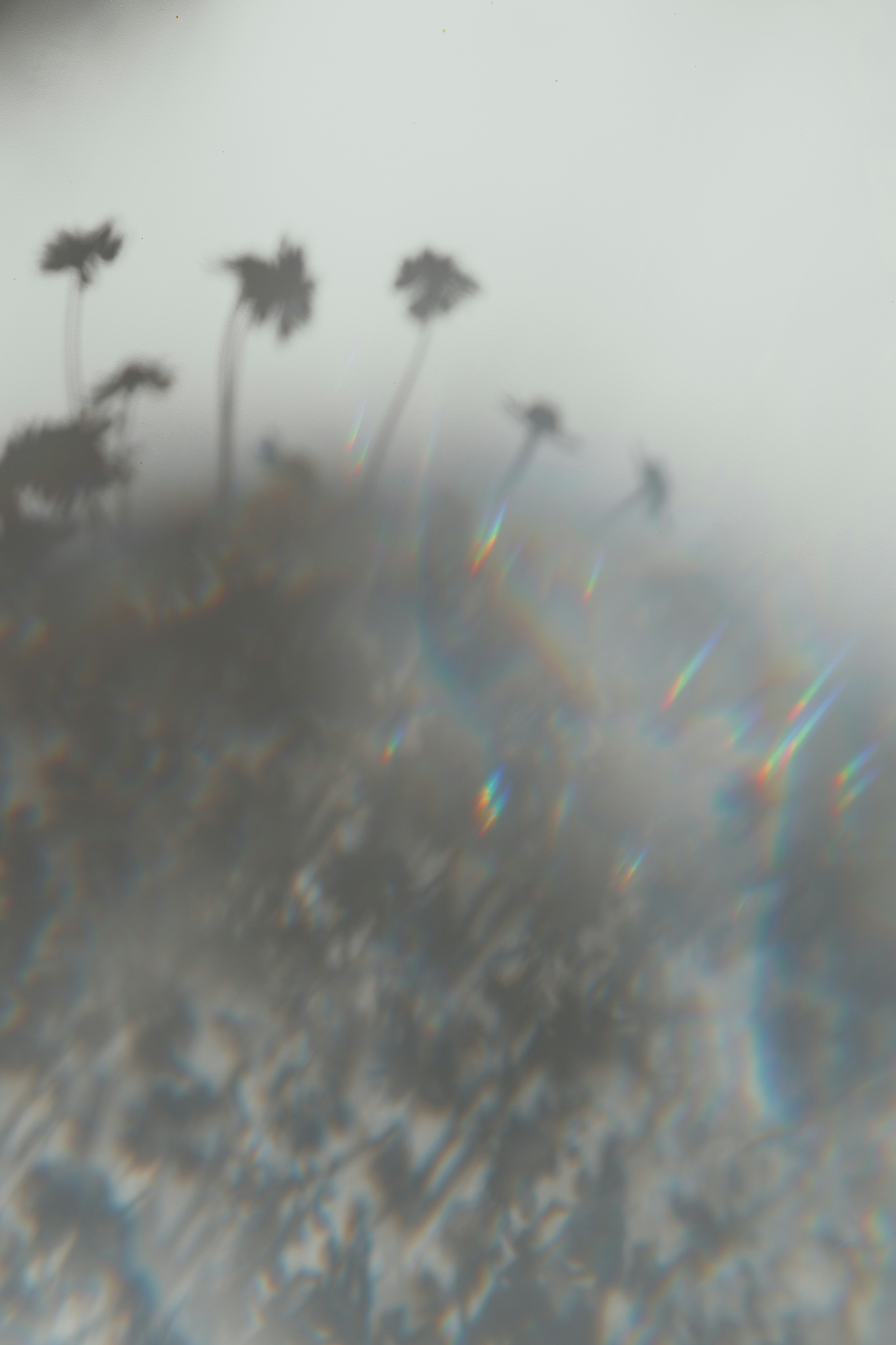 Palm tree shadows with light refraction - Free Photo on Unsplash