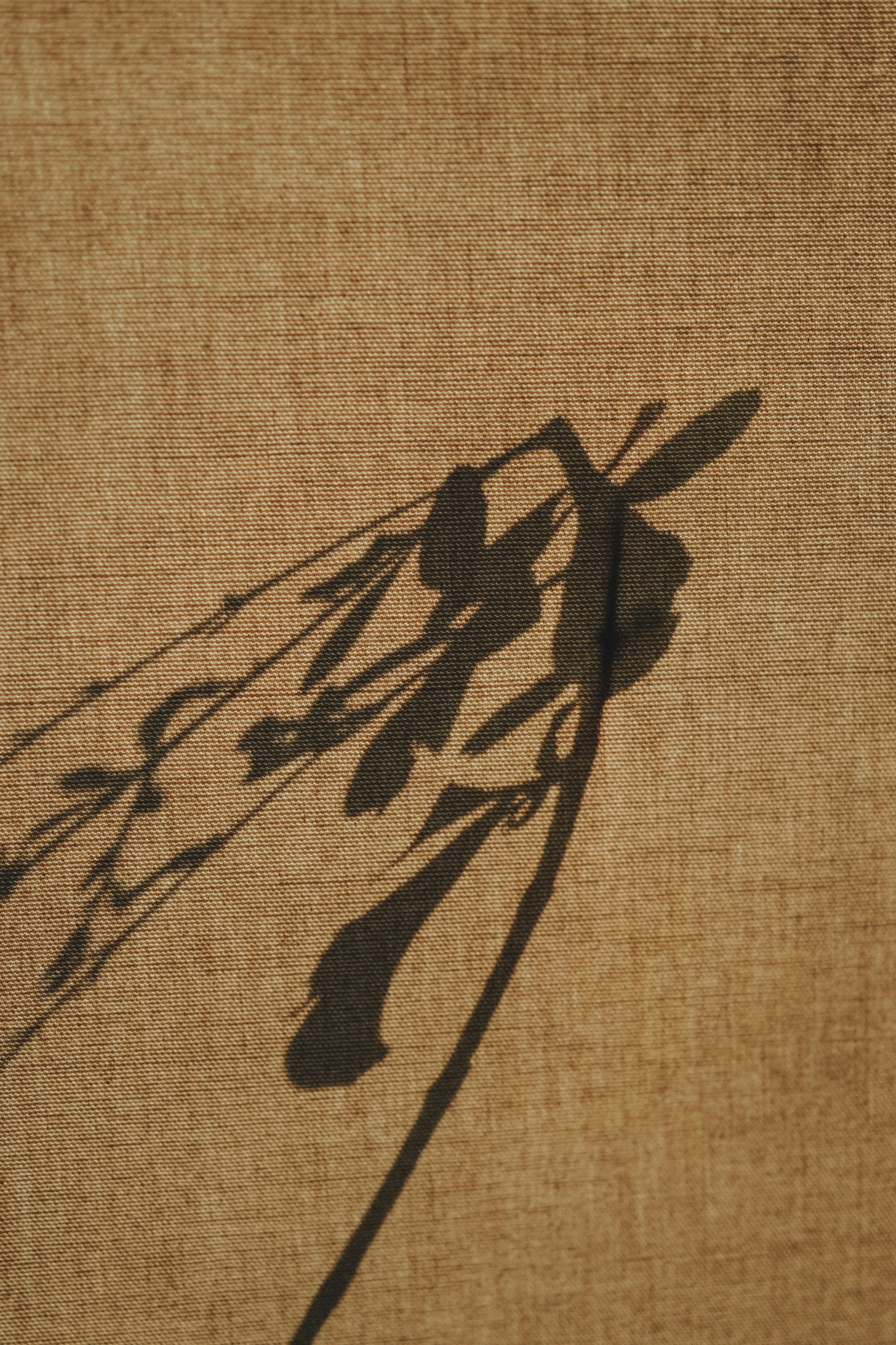 Plant shadow on tan fabric - Free Photo on Unsplash