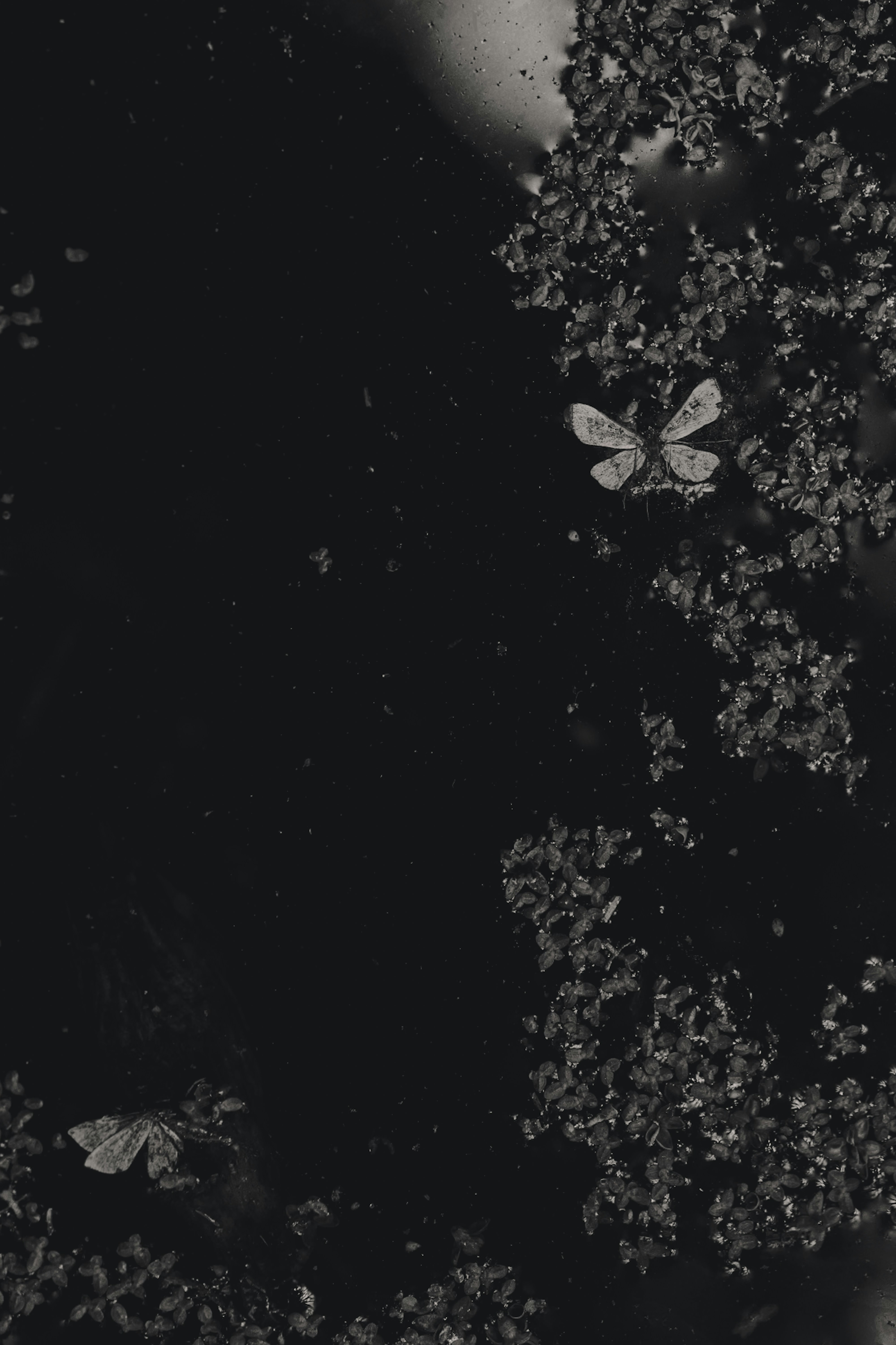 Moths on dark water with plants - Free Photo on Unsplash