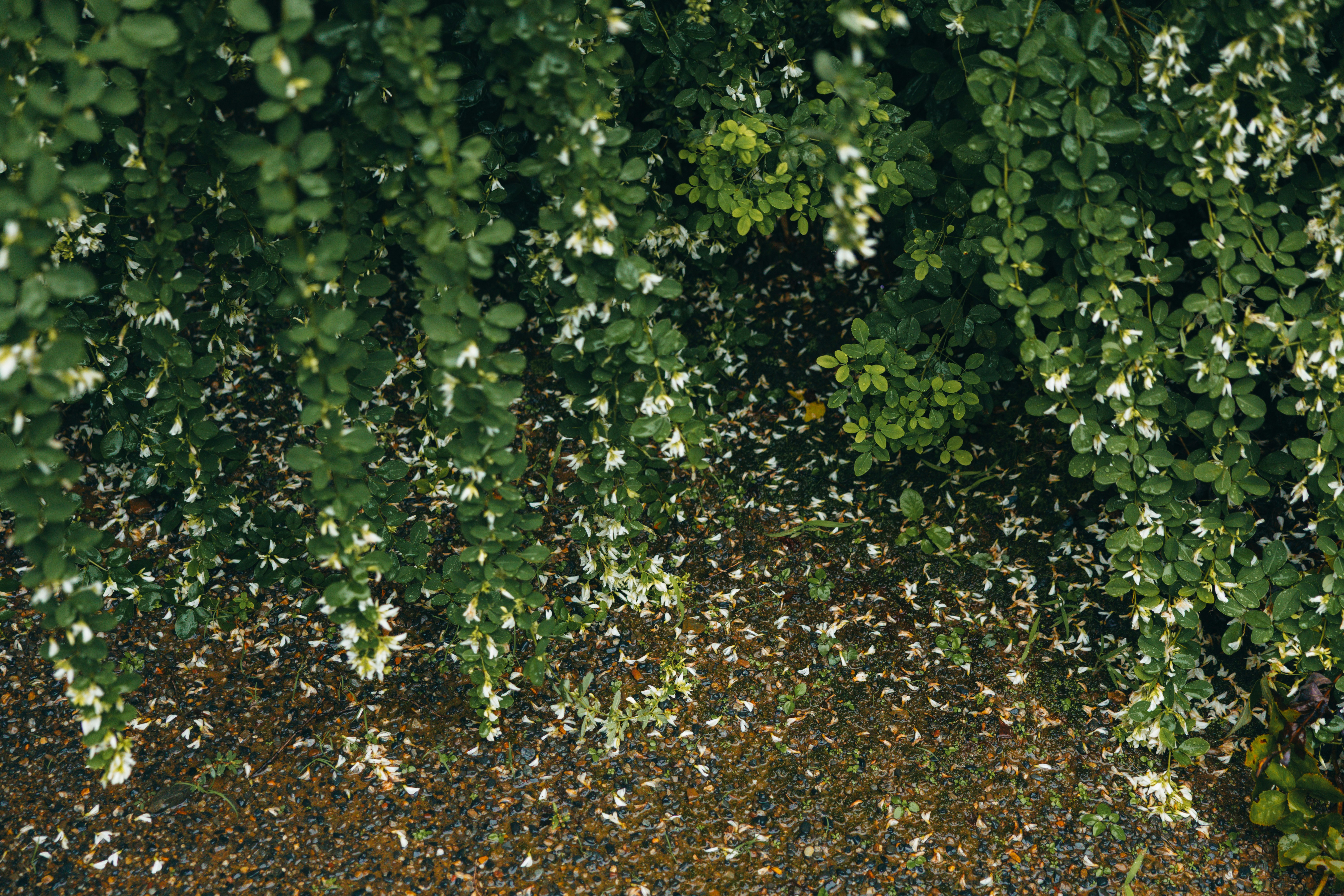 White flowers and green leaves - Free Photo on Unsplash