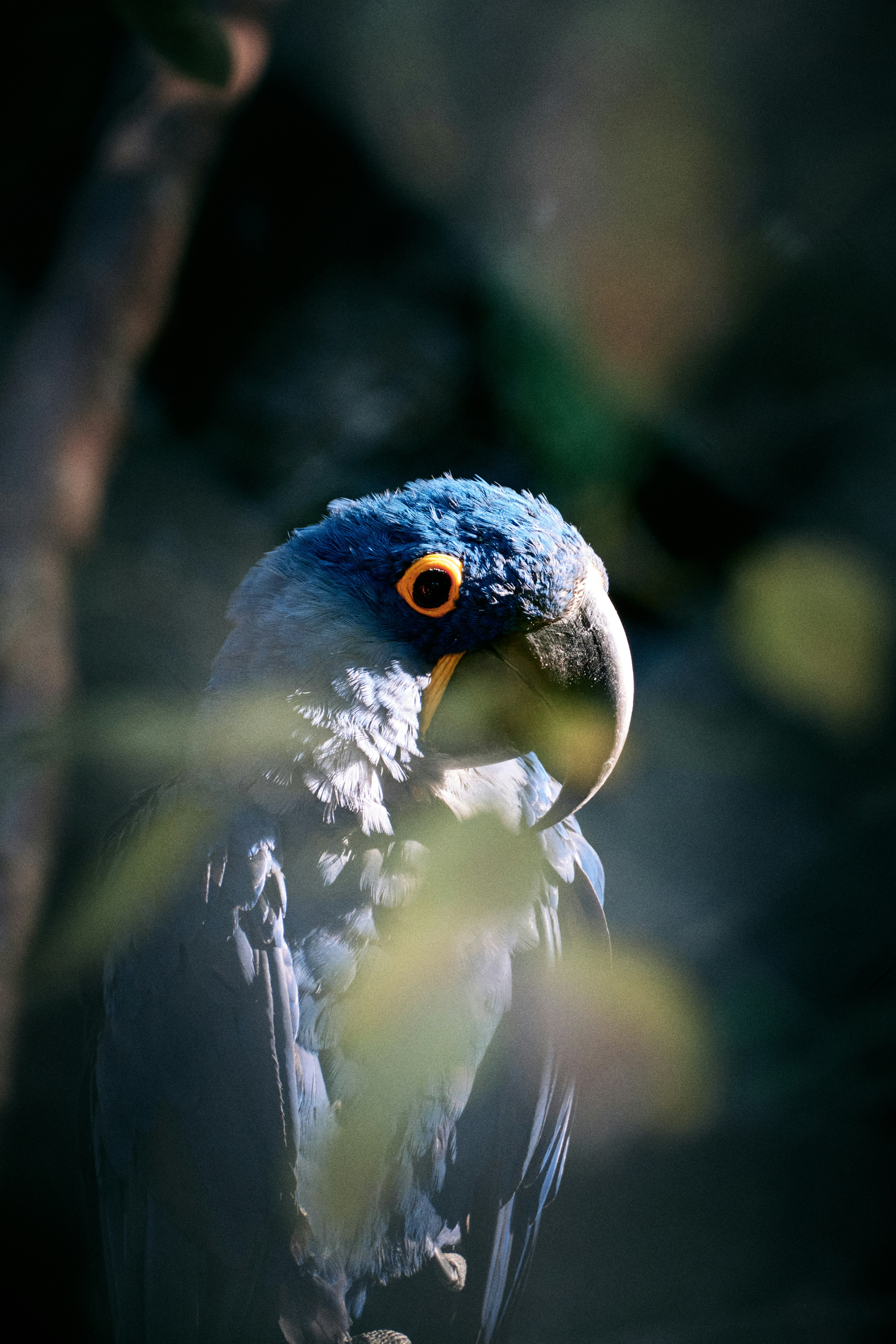 Blue macaw - 相关推荐