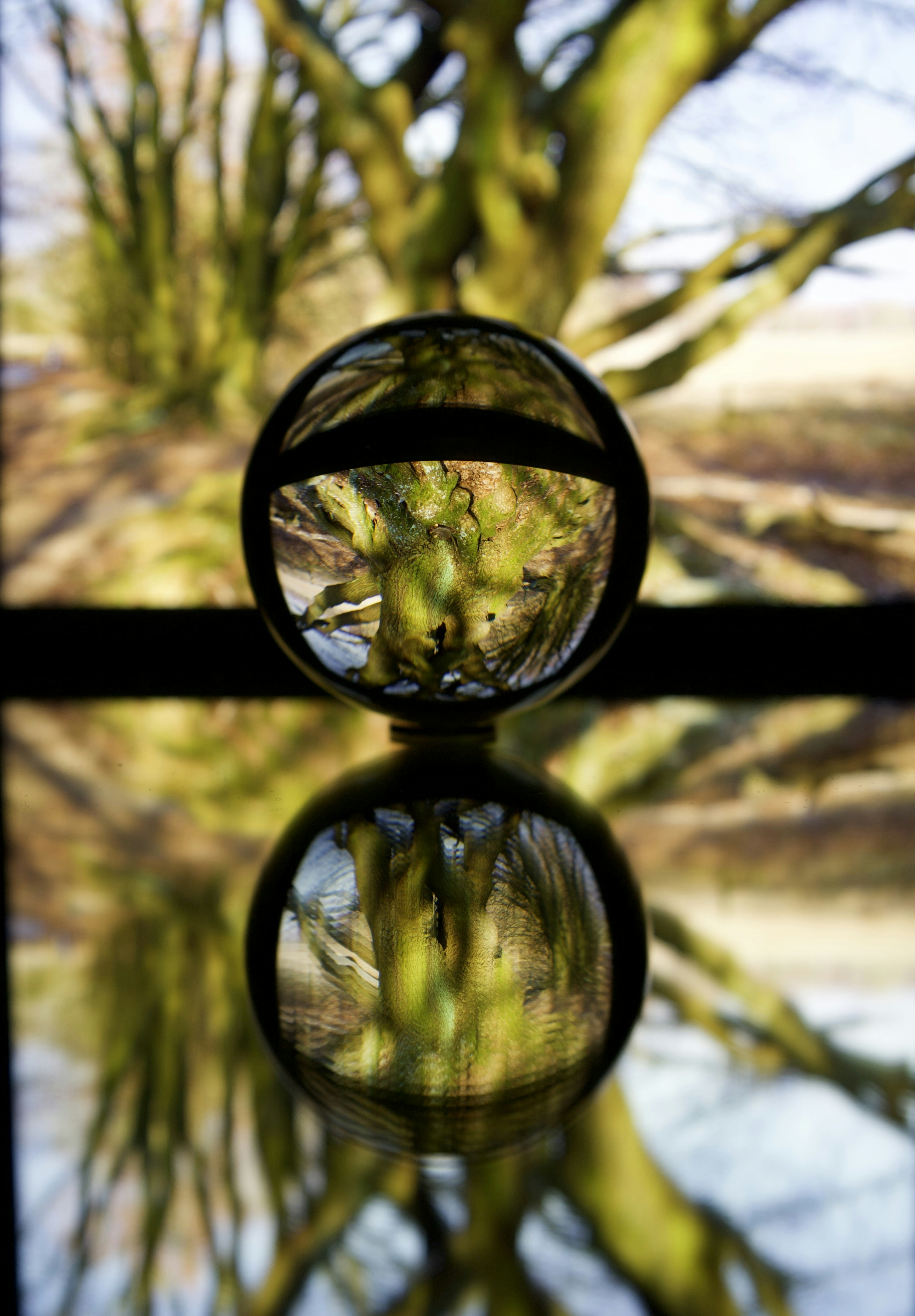 Glass sphere reflecting mossy tree - Free Photo on Unsplash