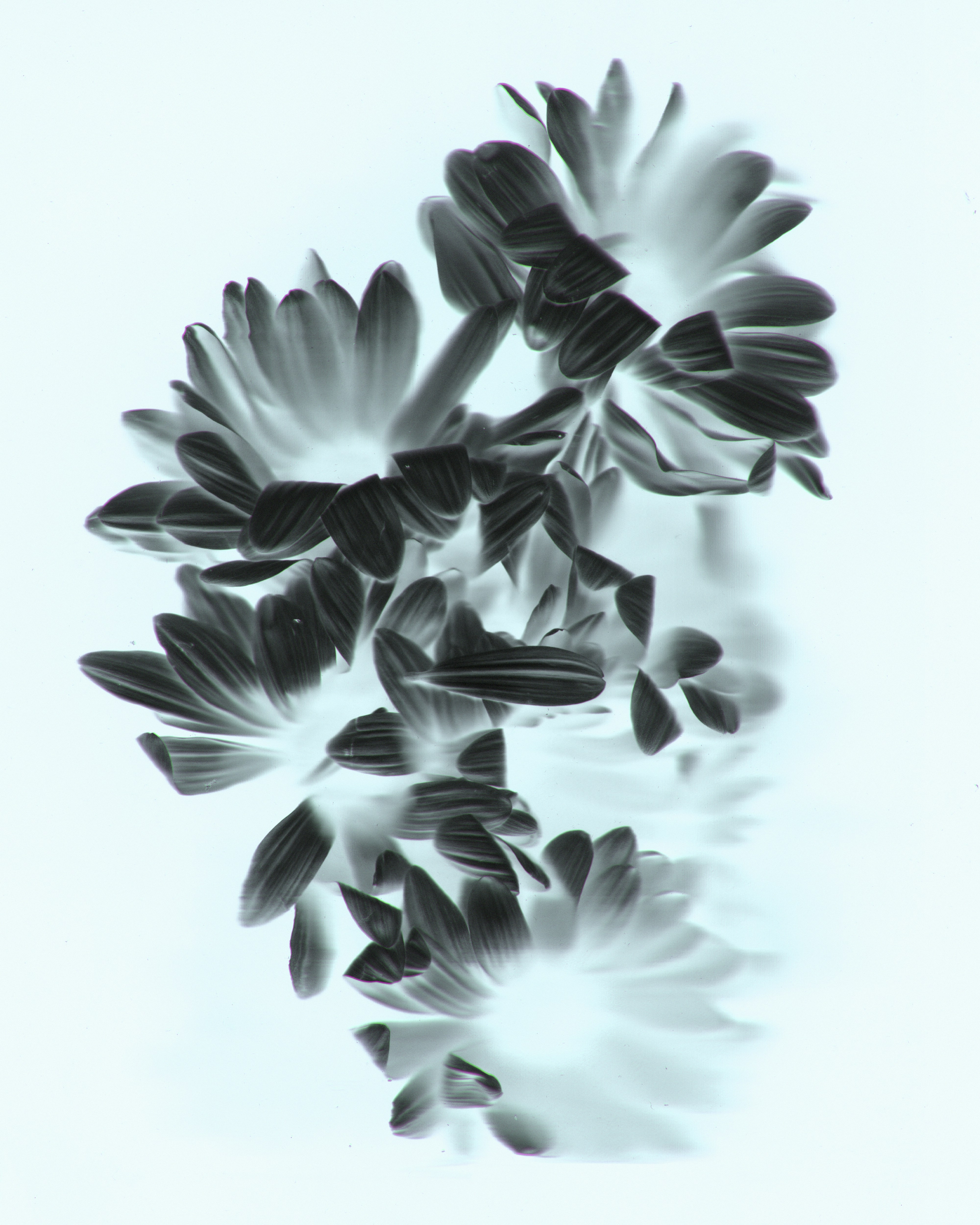 Negative floral imagery in black and white showing several daisies against a pale background
