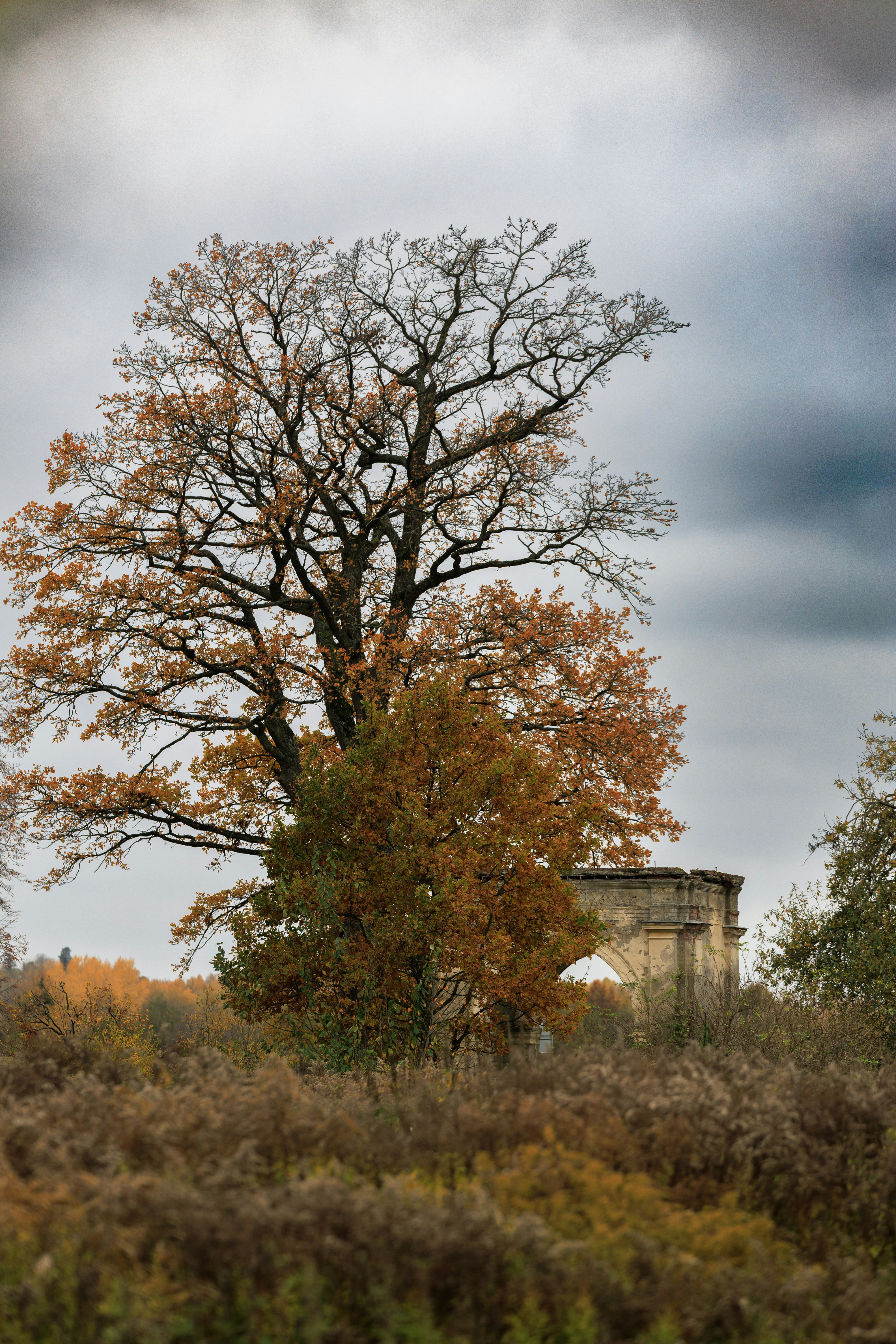 Oak tree and stone archway - Free Photo on Unsplash