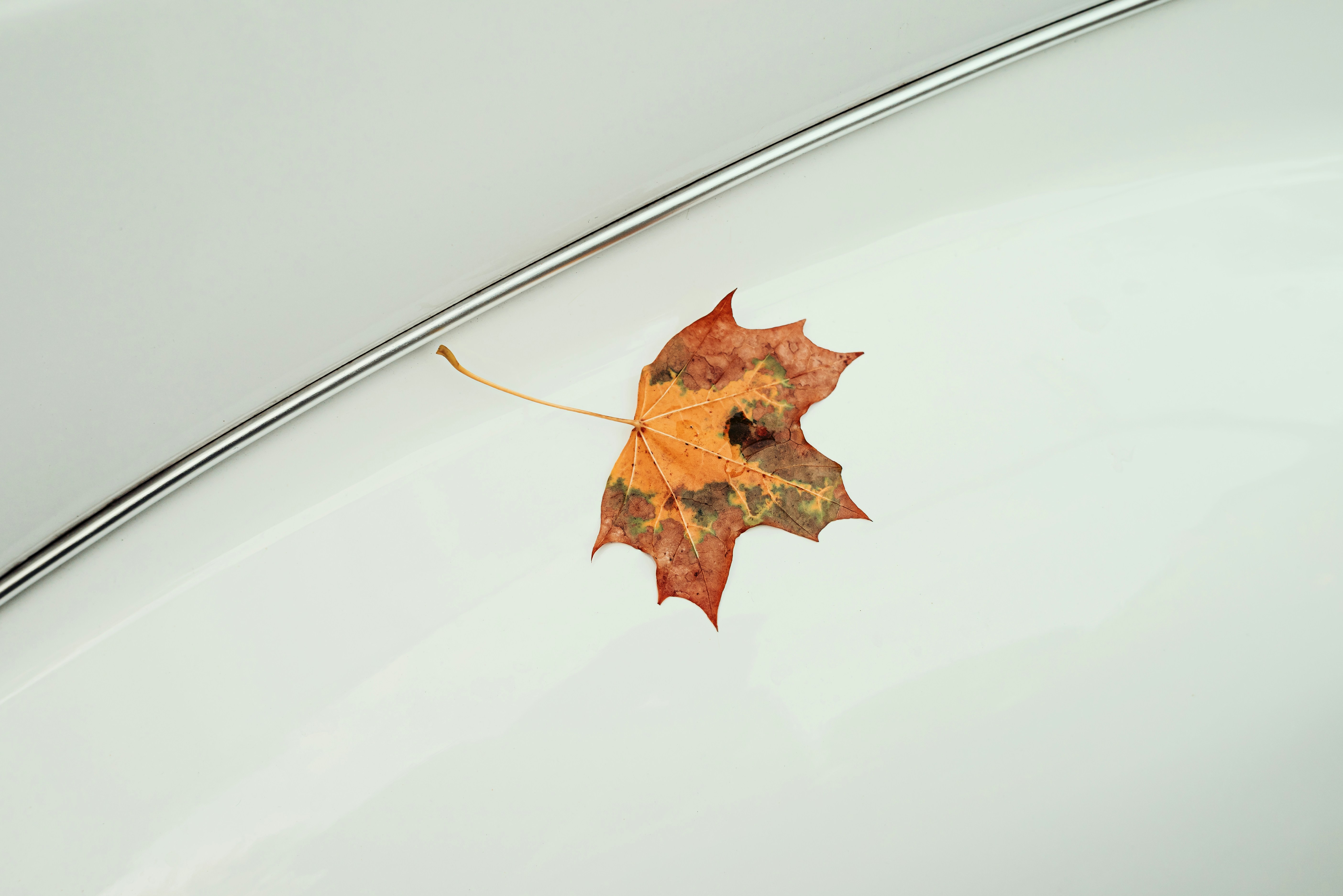 A single dried maple leaf resting on a smooth white surface with a metal trim