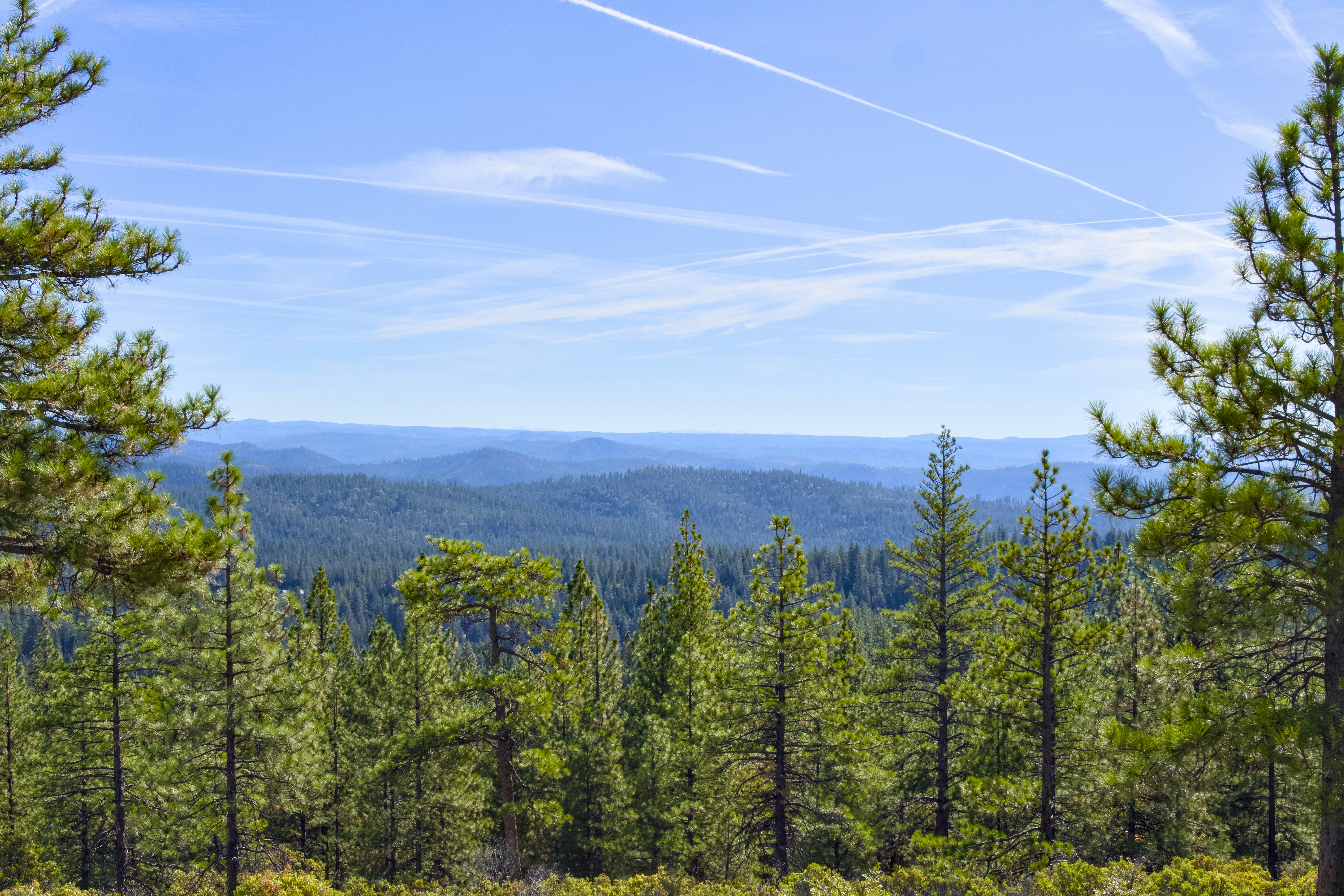 Pine trees overlooking forested mountain range - Free Photo on Unsplash