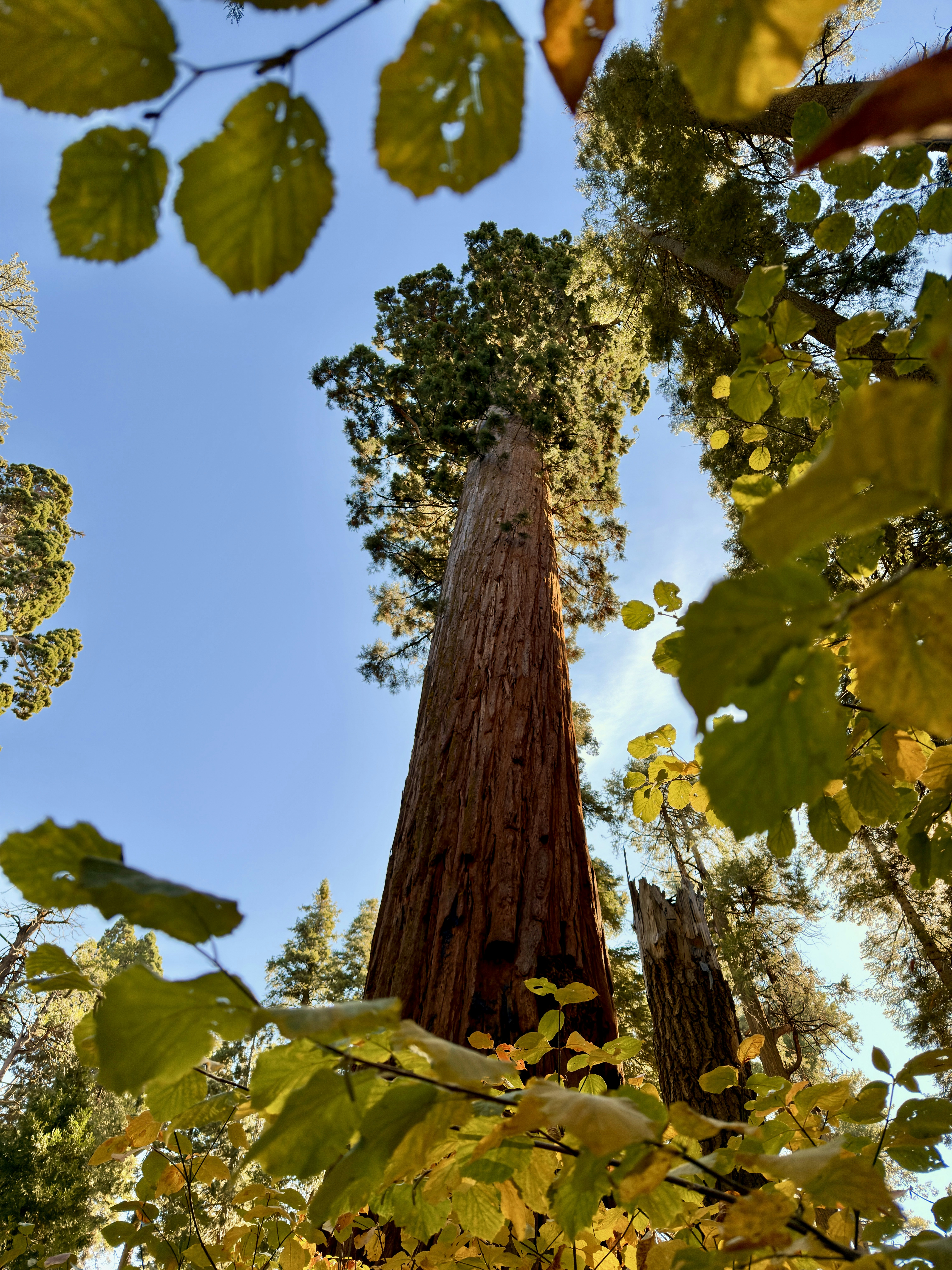 Giant sequoia tree in autumn - Free Photo on Unsplash