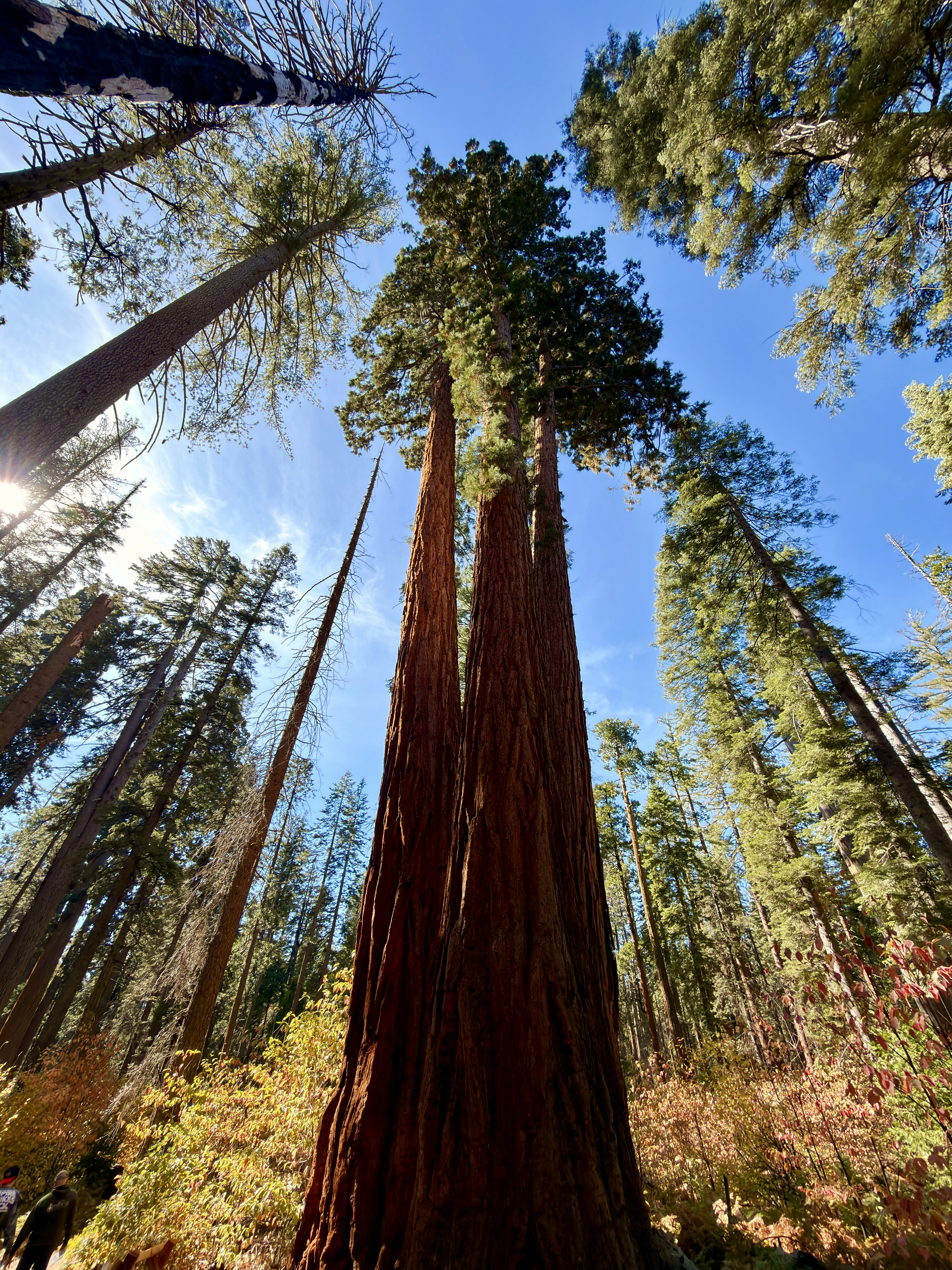 Giant sequoia trees reaching skyward - Free Photo on Unsplash