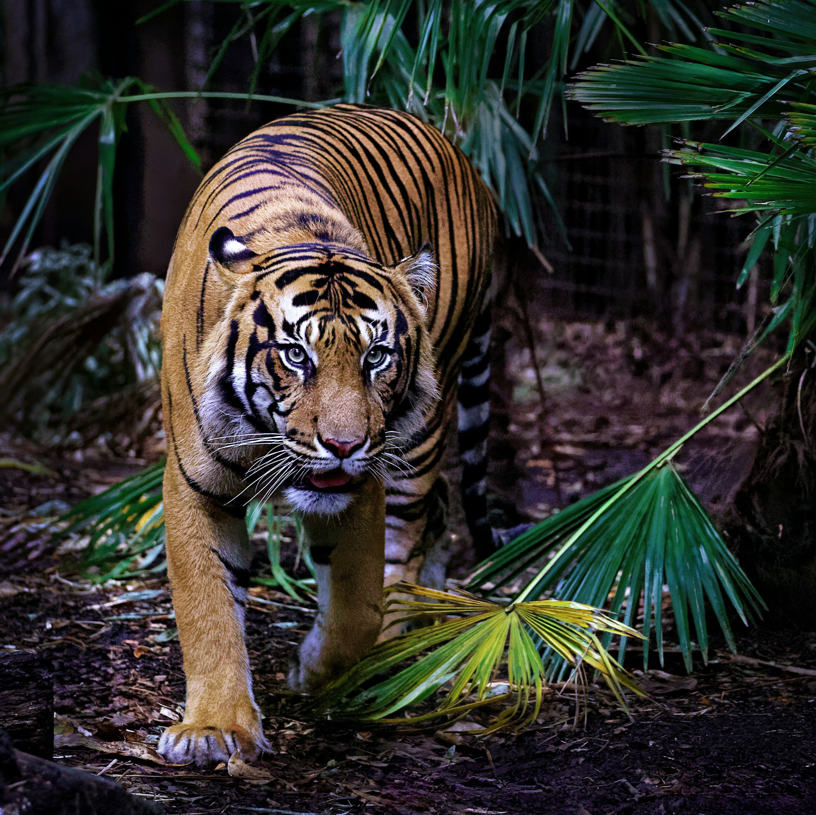 Tiger walking through dense forest - Free Photo on Unsplash