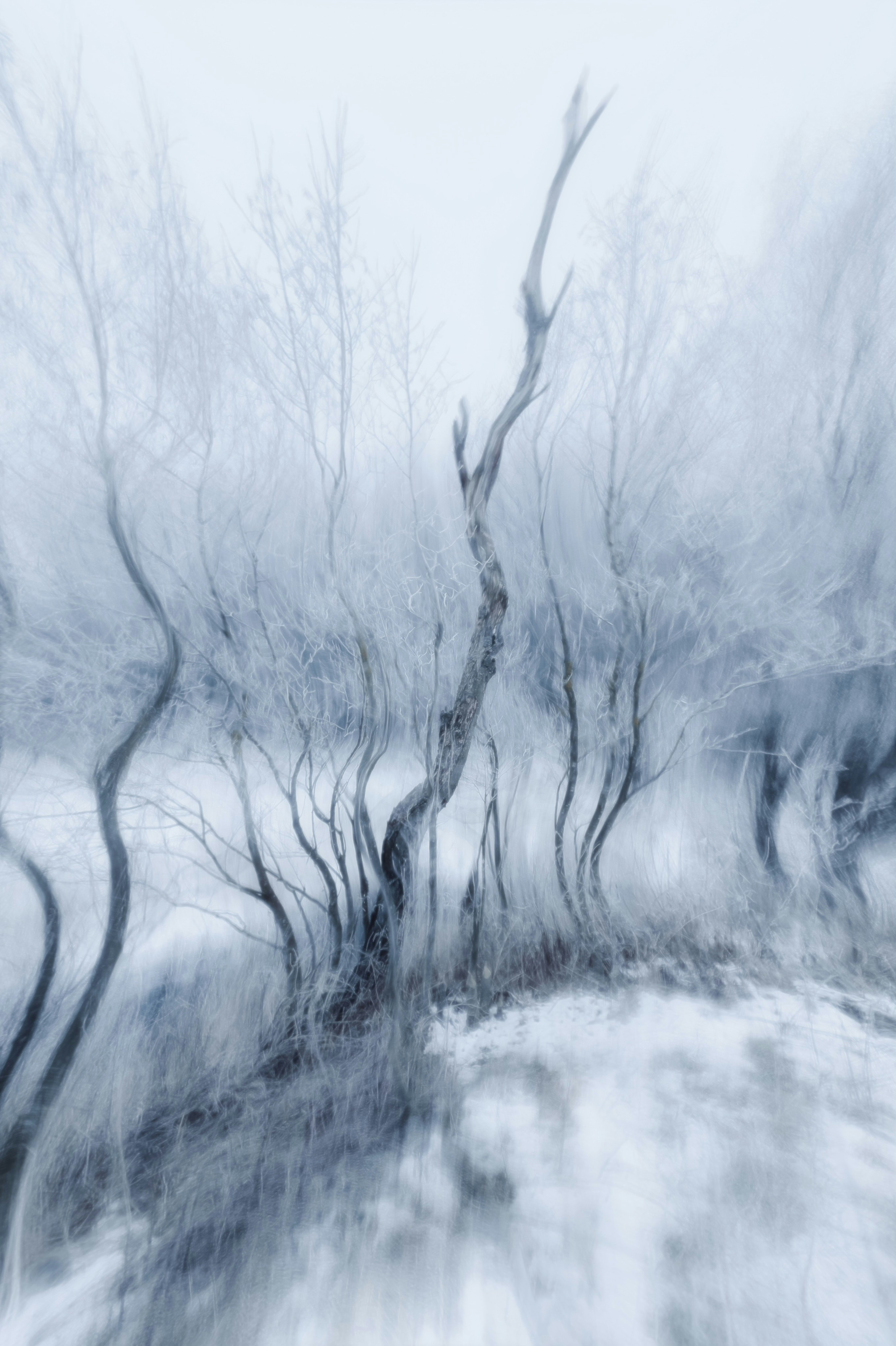 Bare trees with frost-covered branches in a misty winter forest with motion blur - 相关推荐