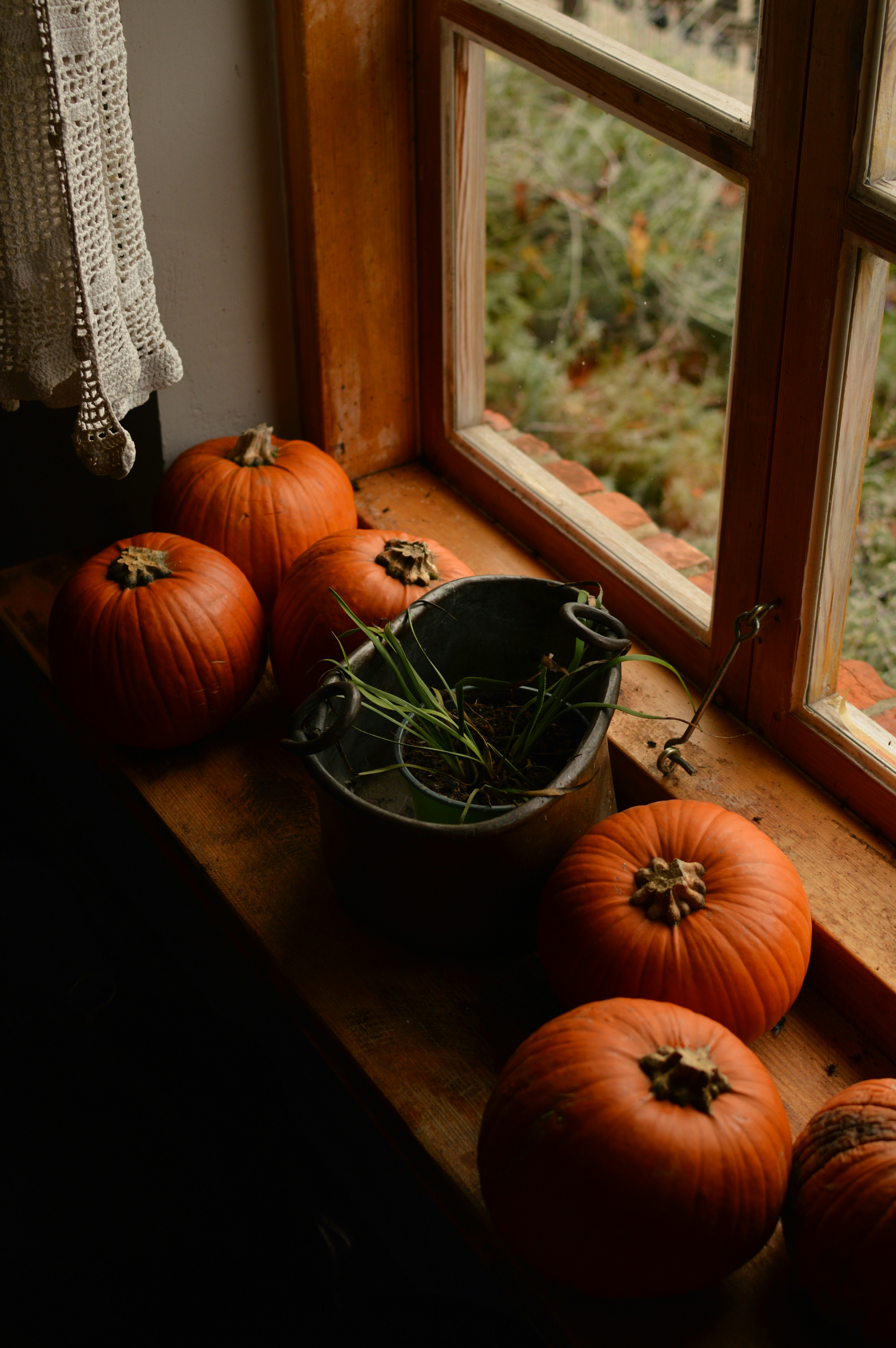 Orange pumpkins and a small potted plant on a wooden windowsill beside a window