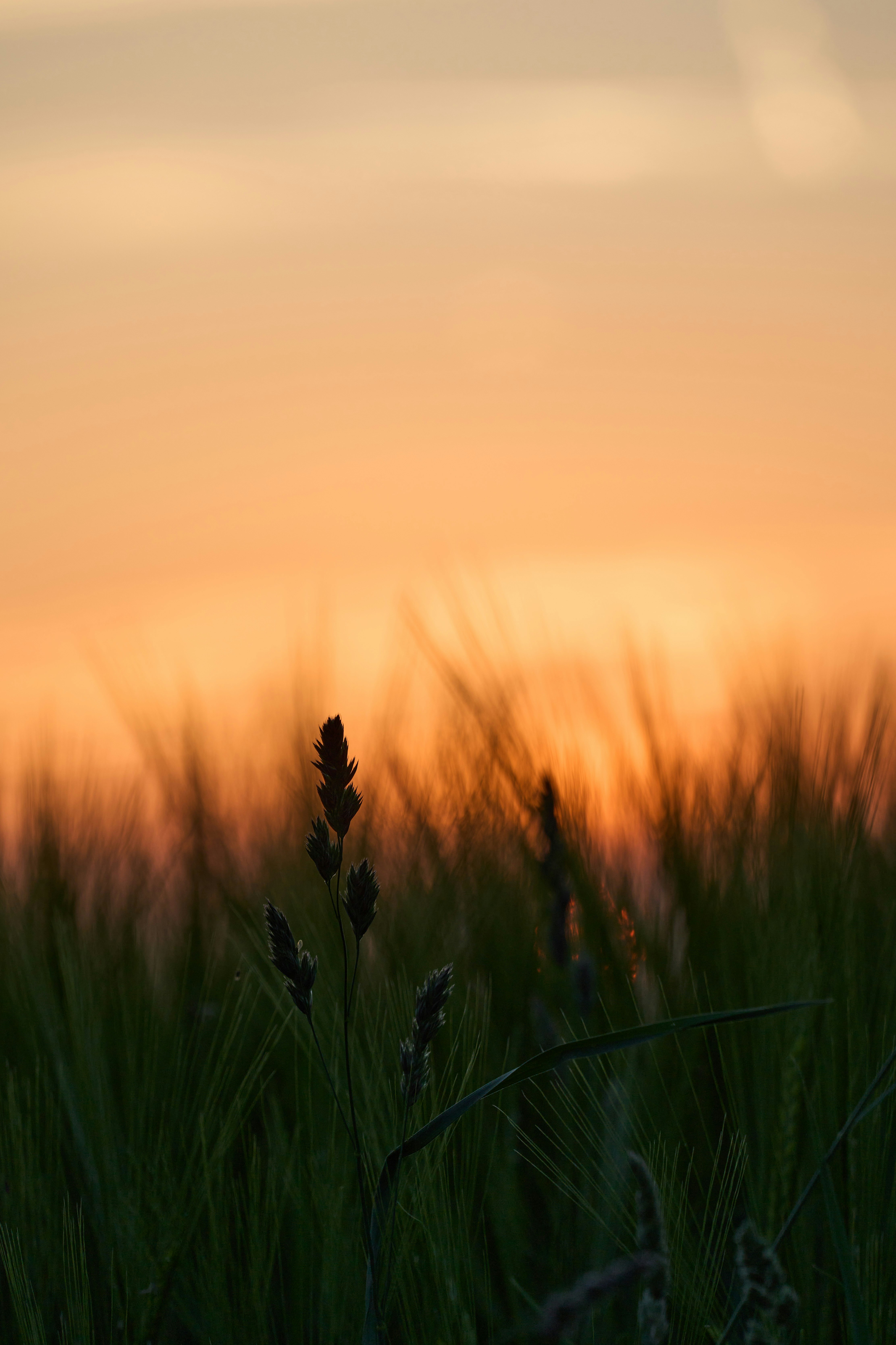 A single stalk of grass in silhouette against a warm orange sky - 相关推荐