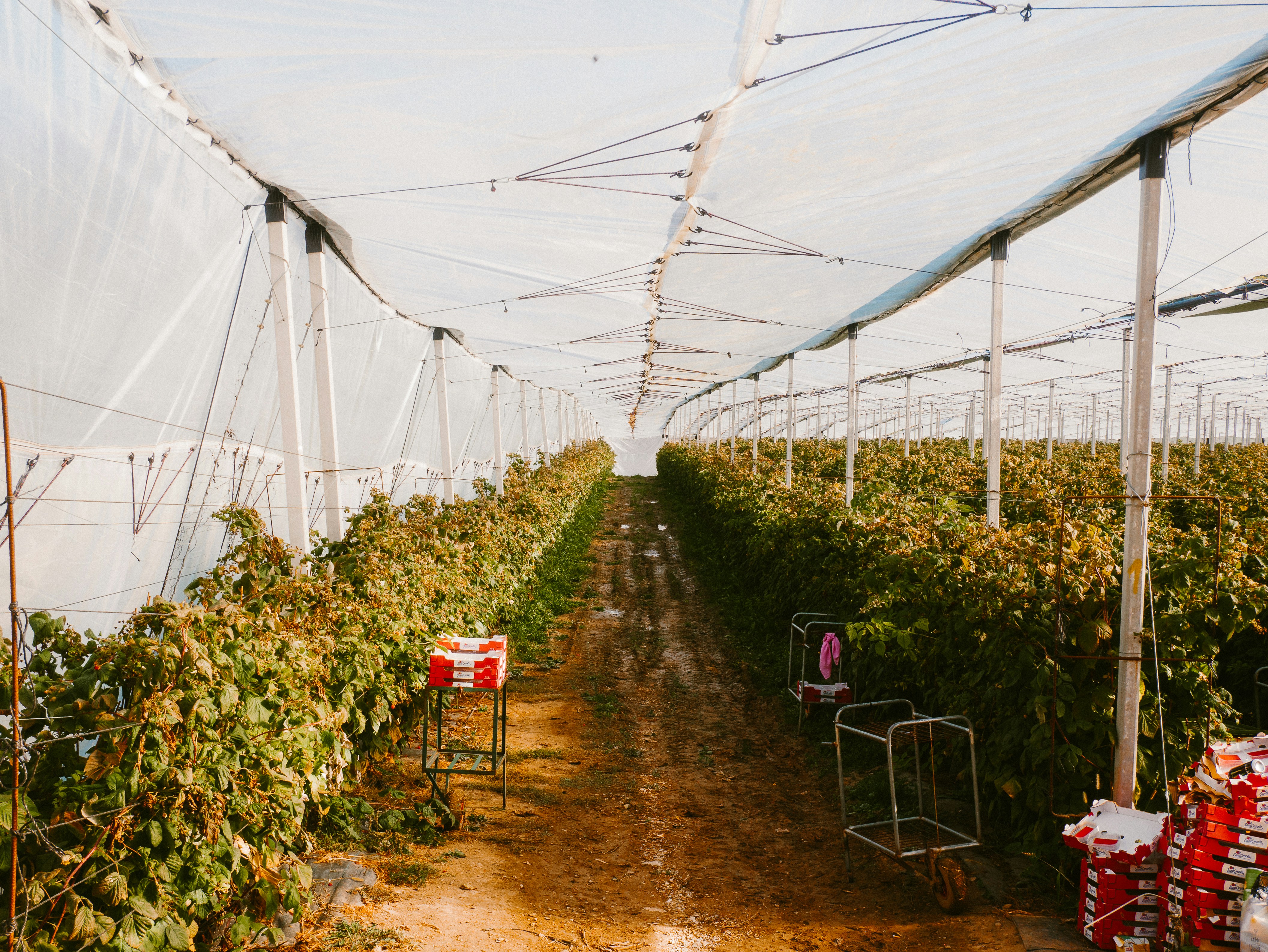 Raspberry bushes in plastic greenhouse - Free Photo on Unsplash