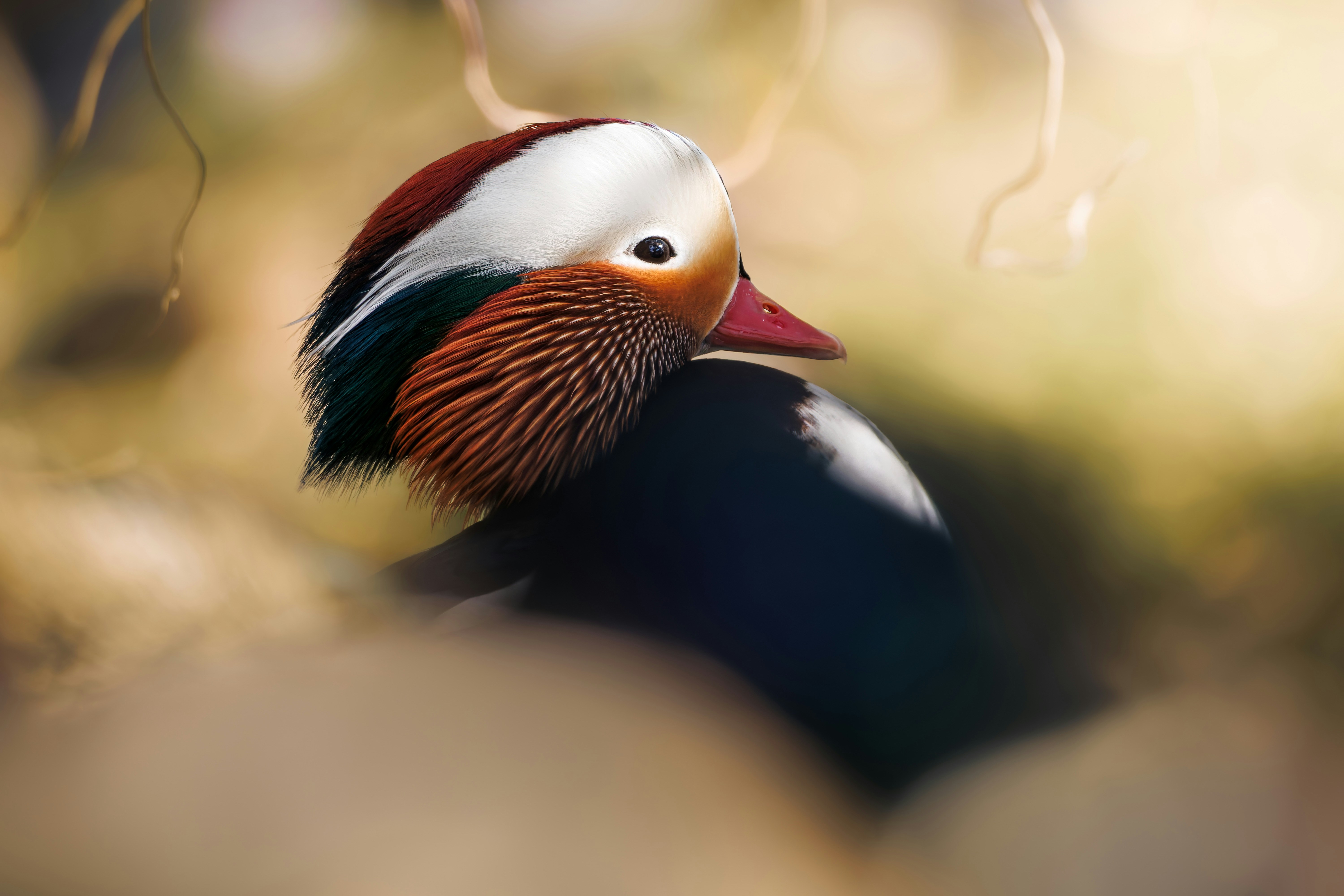Male mandarin duck with vibrant plumage - Free Photo on Unsplash