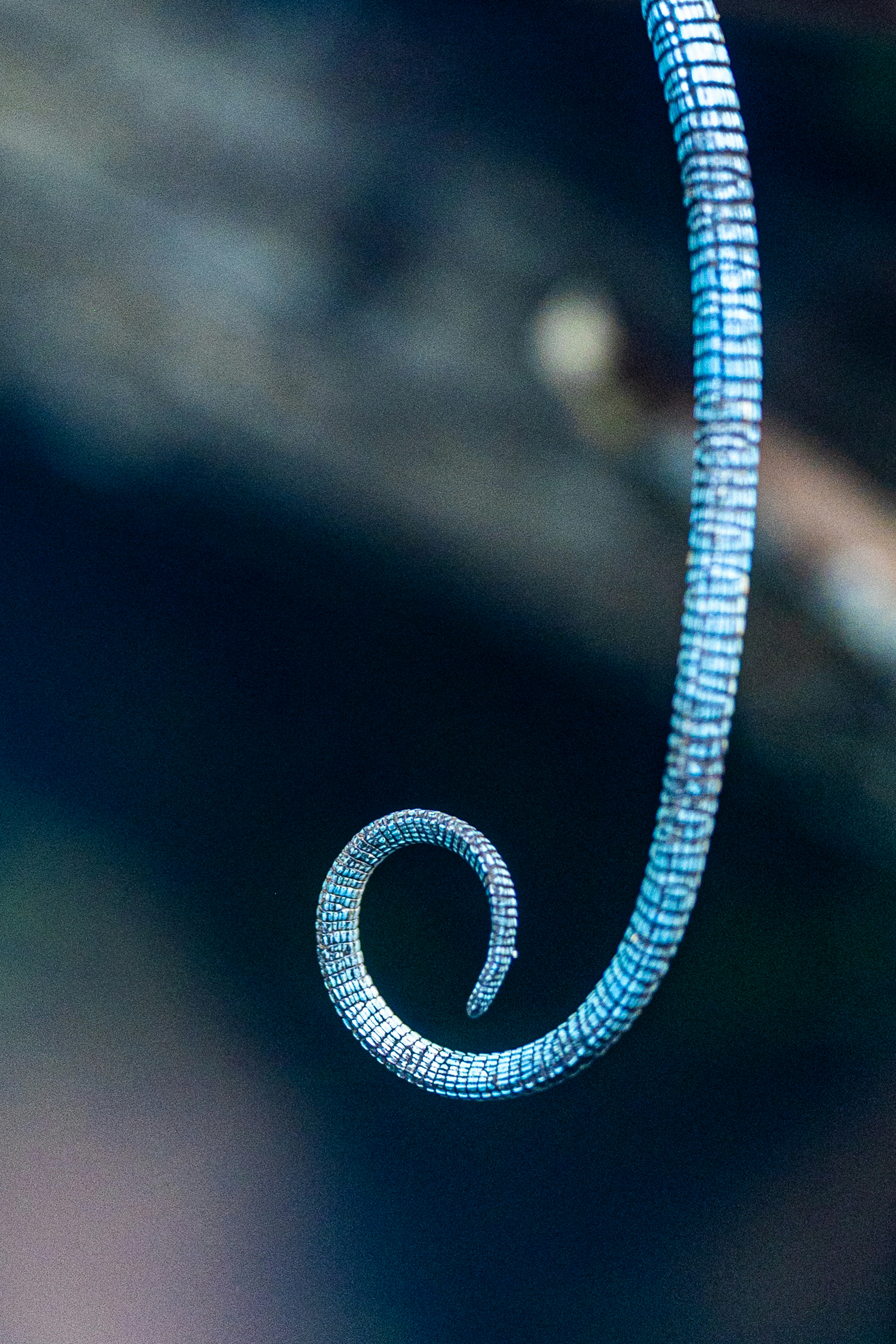 A curled blue lizard tail with textured scales against a dark blurred background