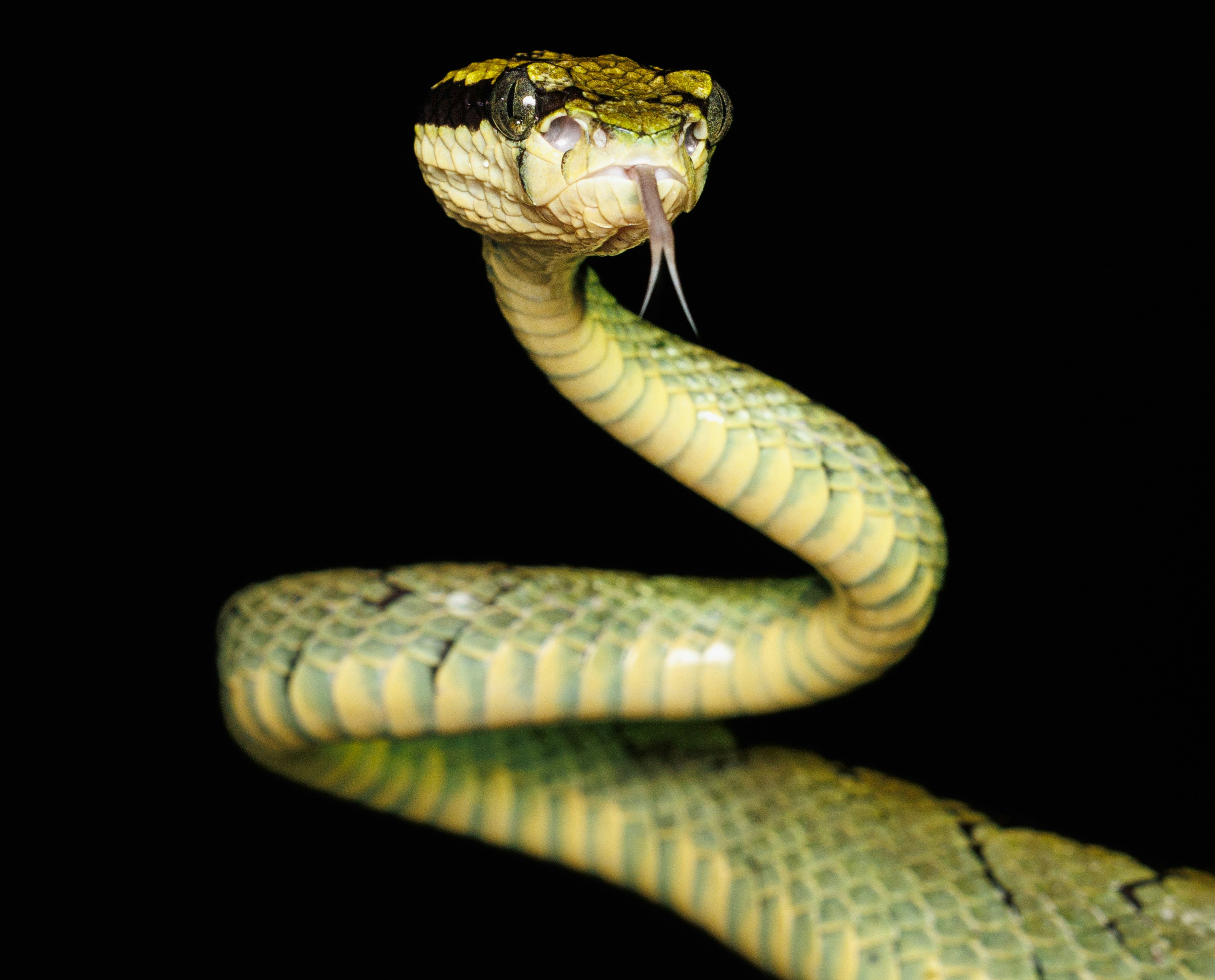 A green pit viper with a forked tongue flicking out against a black background - 相关推荐