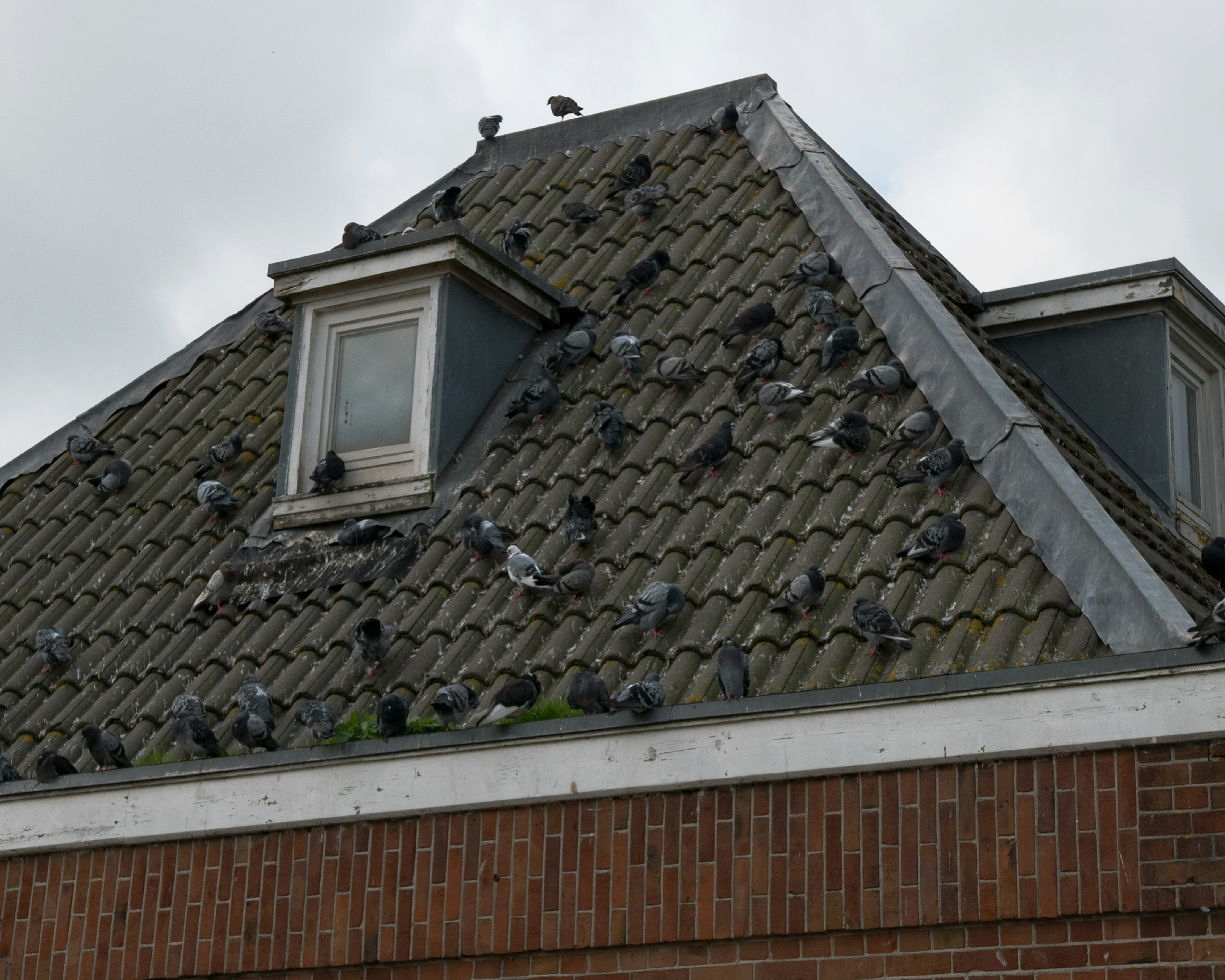 A large group of pigeons perched on the tiled roof of a house in Amsterdam