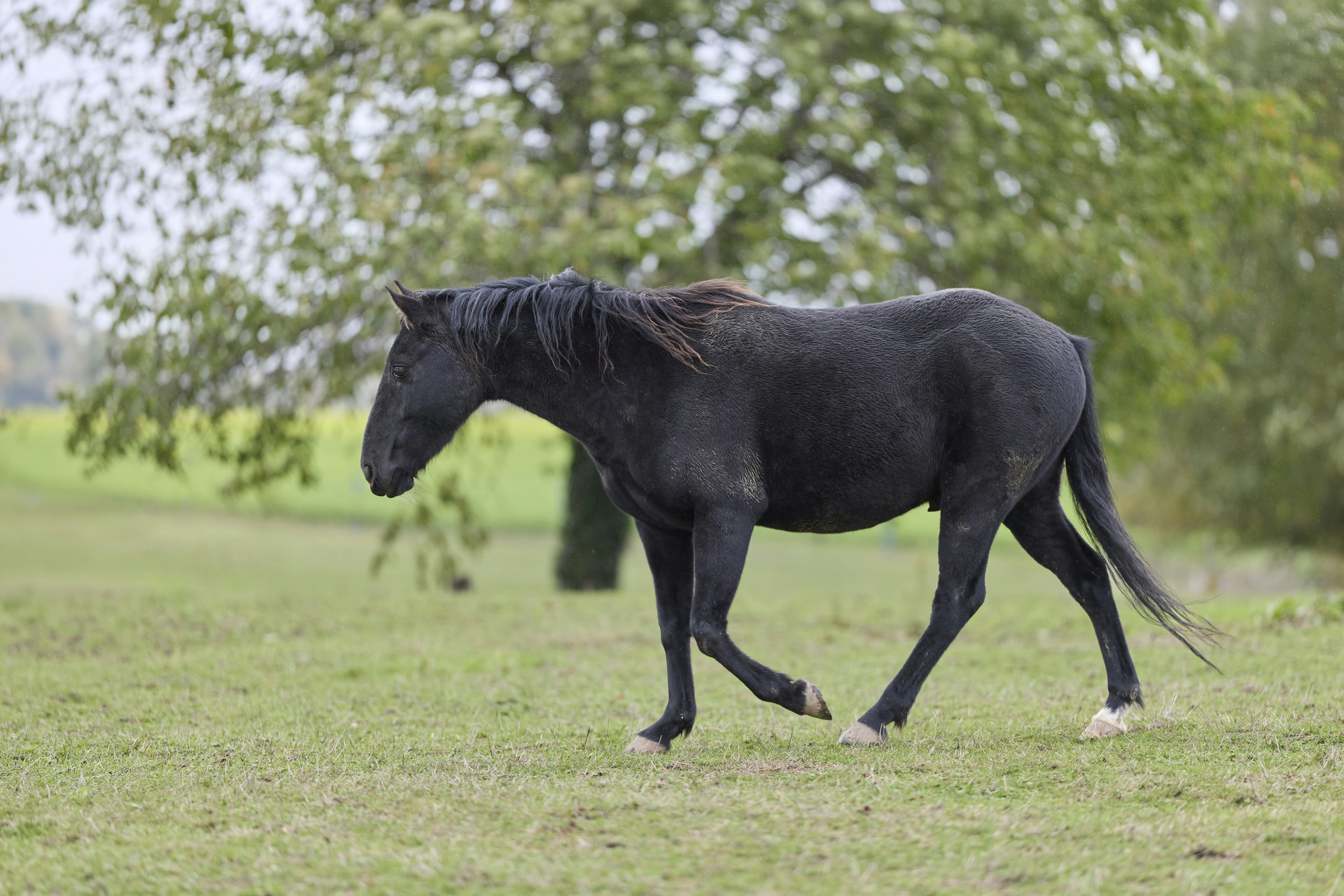 Black horse walking in green pasture - Free Photo on Unsplash