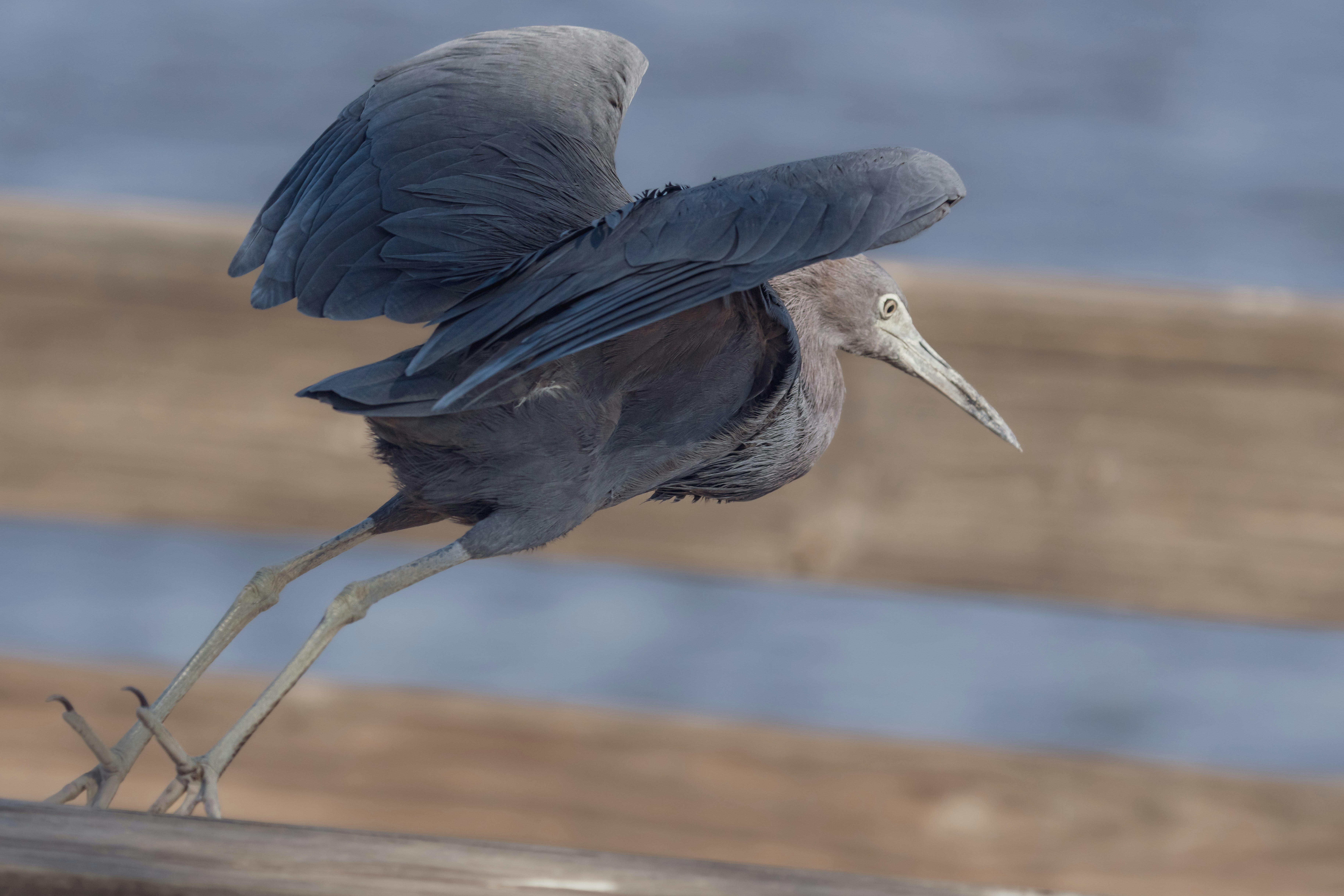 Reddish egret taking flight from pier - Free Photo on Unsplash
