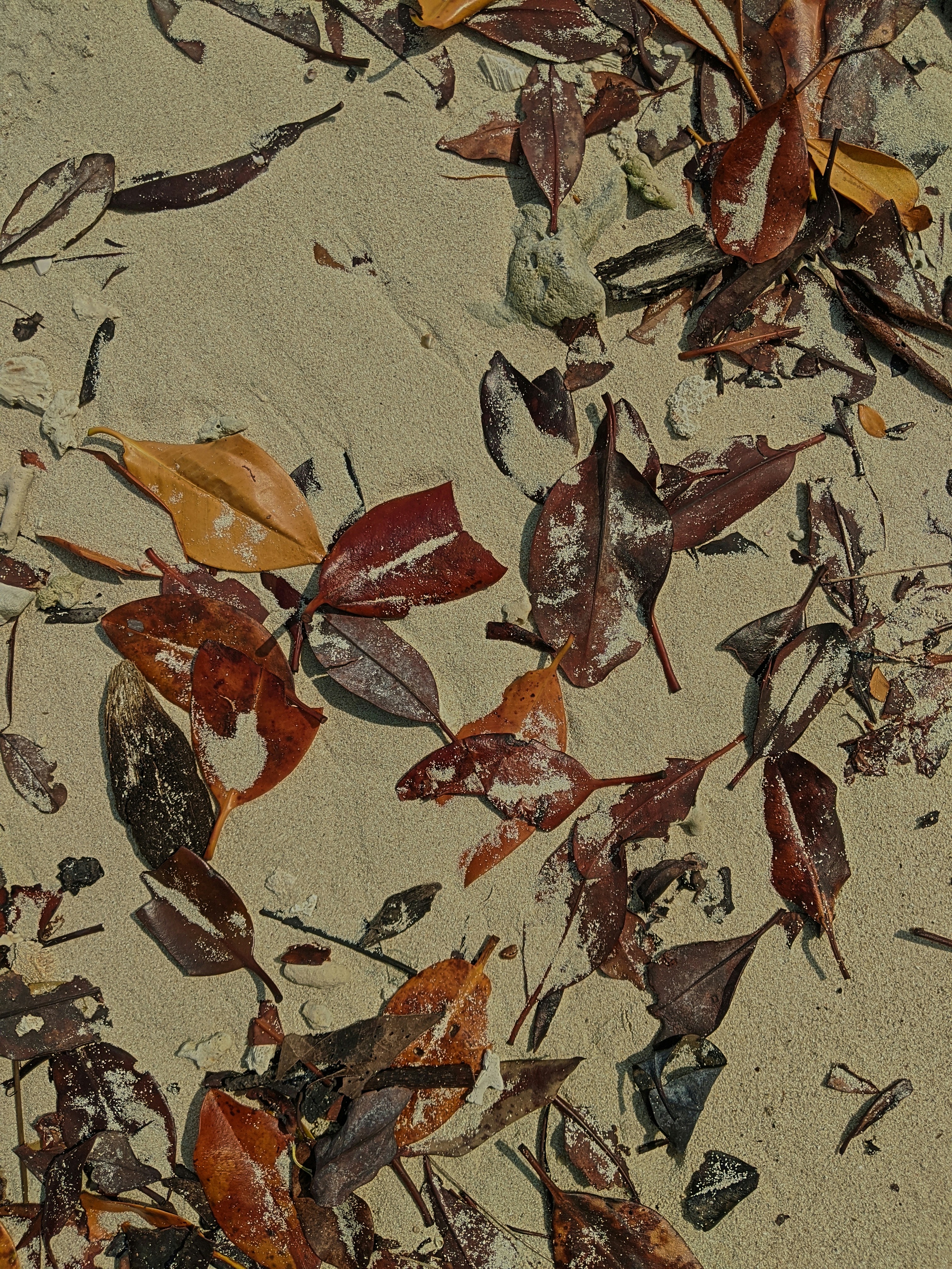 Fallen leaves on sandy beach - Free Photo on Unsplash