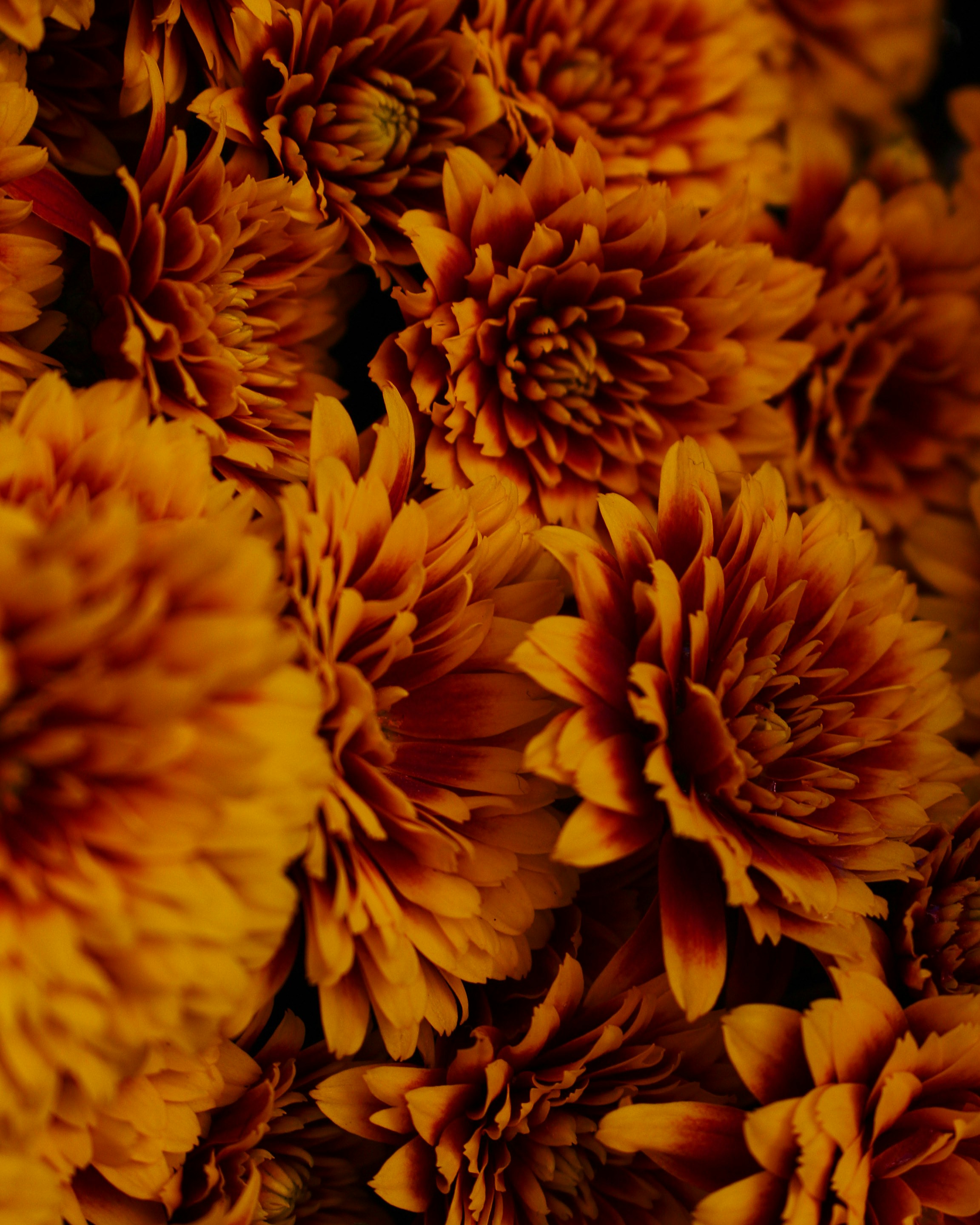 A cluster of vibrant orange and deep red chrysanthemum flowers in full bloom - 相关推荐