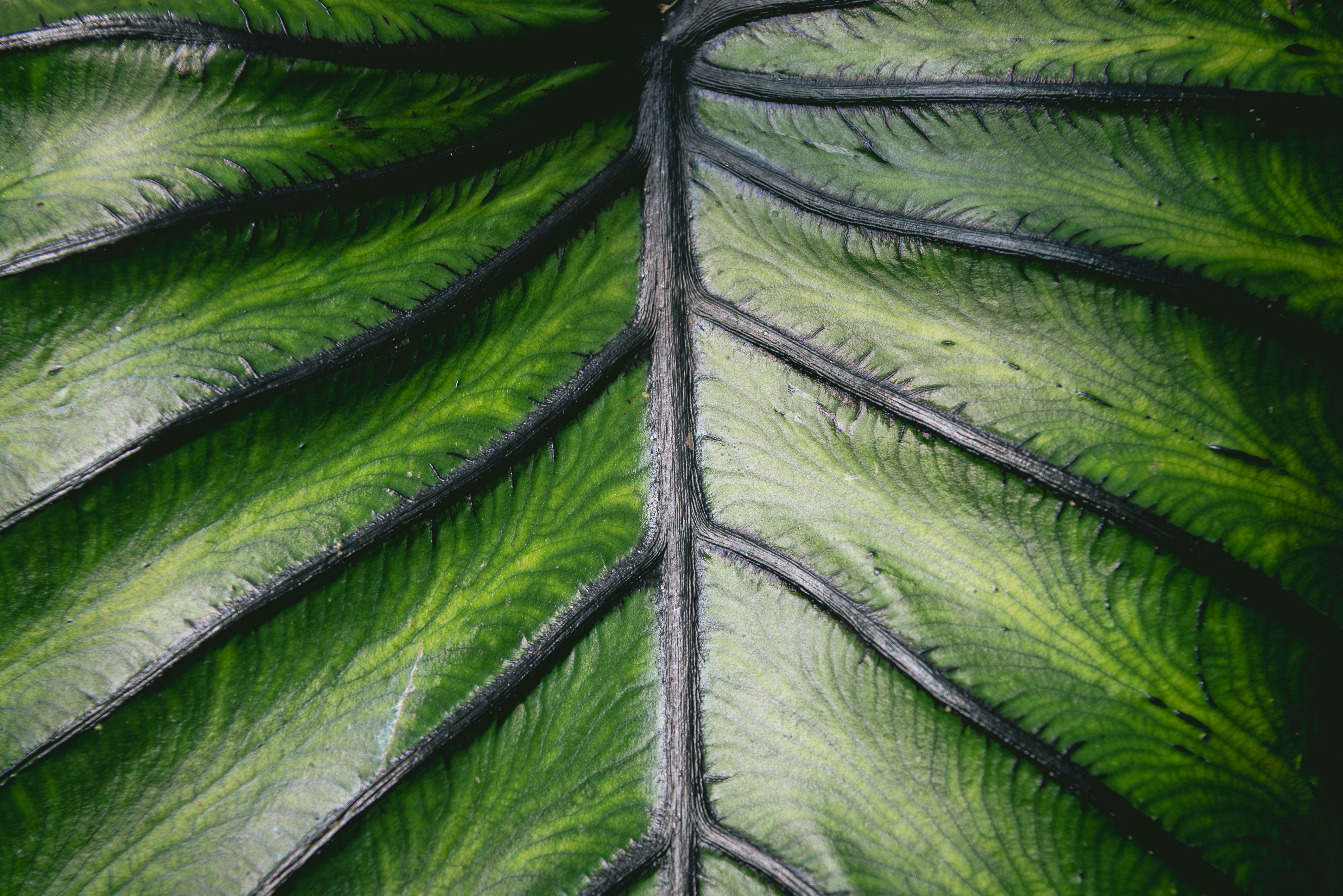 Green leaf with dark veins - Free Photo on Unsplash