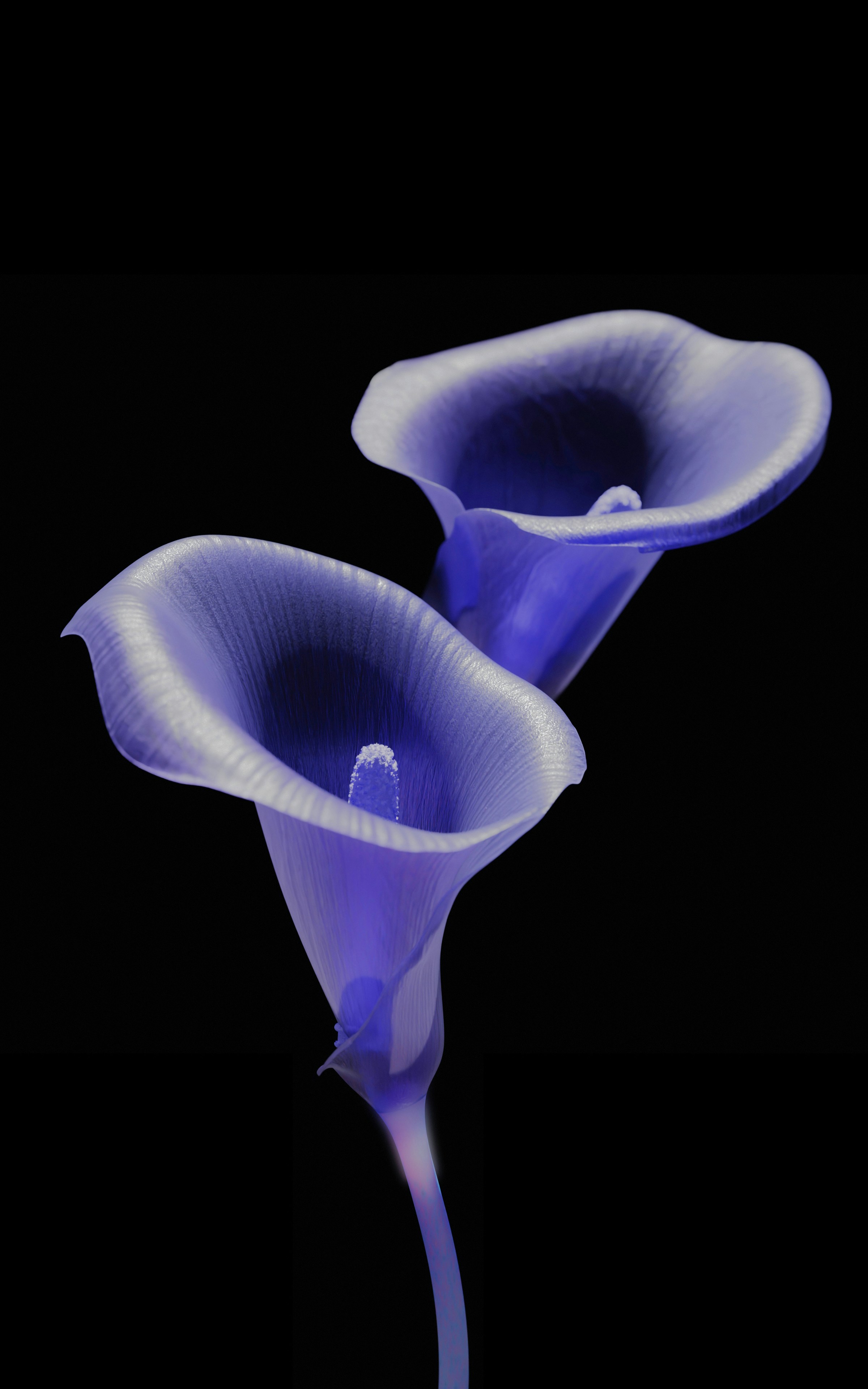 Two blue calla lilies with glowing edges against a solid black background - 相关推荐