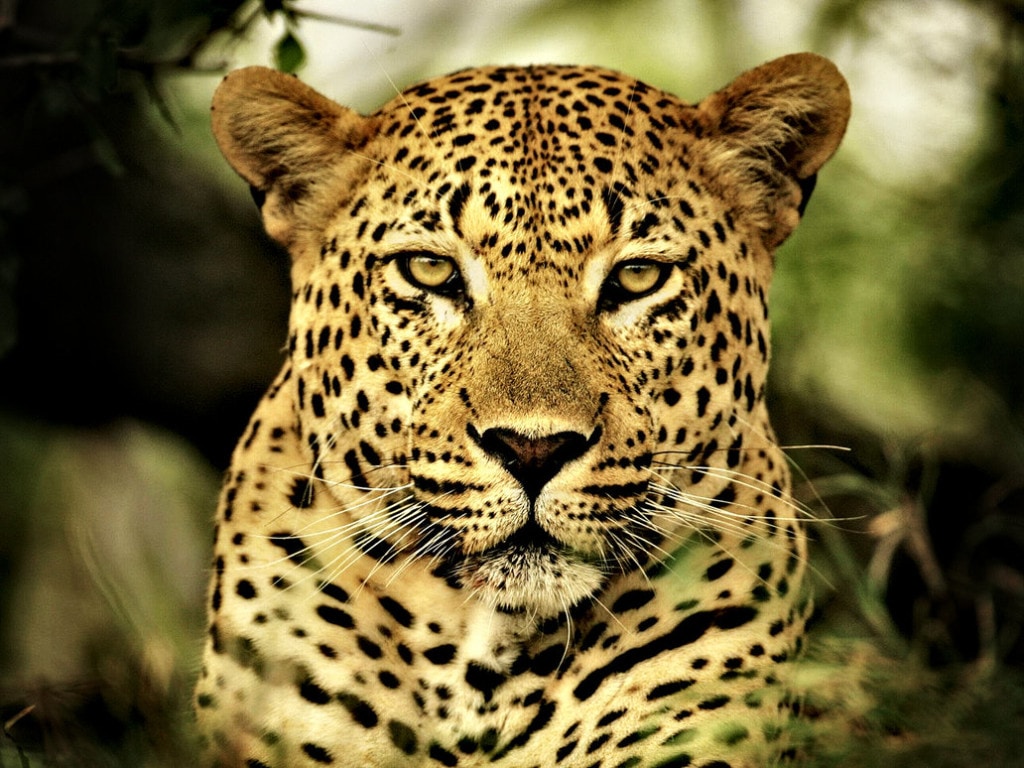 Unsplash profile picture for @leopard