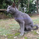 Avatar of user Kucing Busok