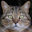Go to Cat Mapper (Max Ogden)'s profile