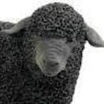 Avatar of user BLACK SHEEP