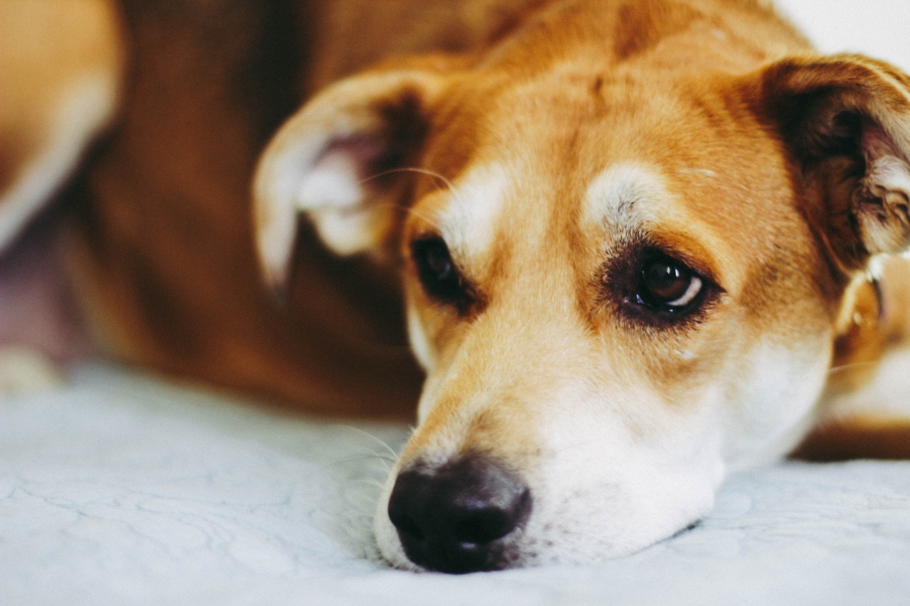 Go to Diego Duarte Cereceda's profile