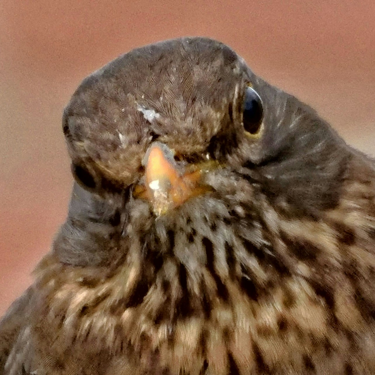 Steve Douglasのプロフィールを見る