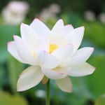 Avatar of user White Lotus