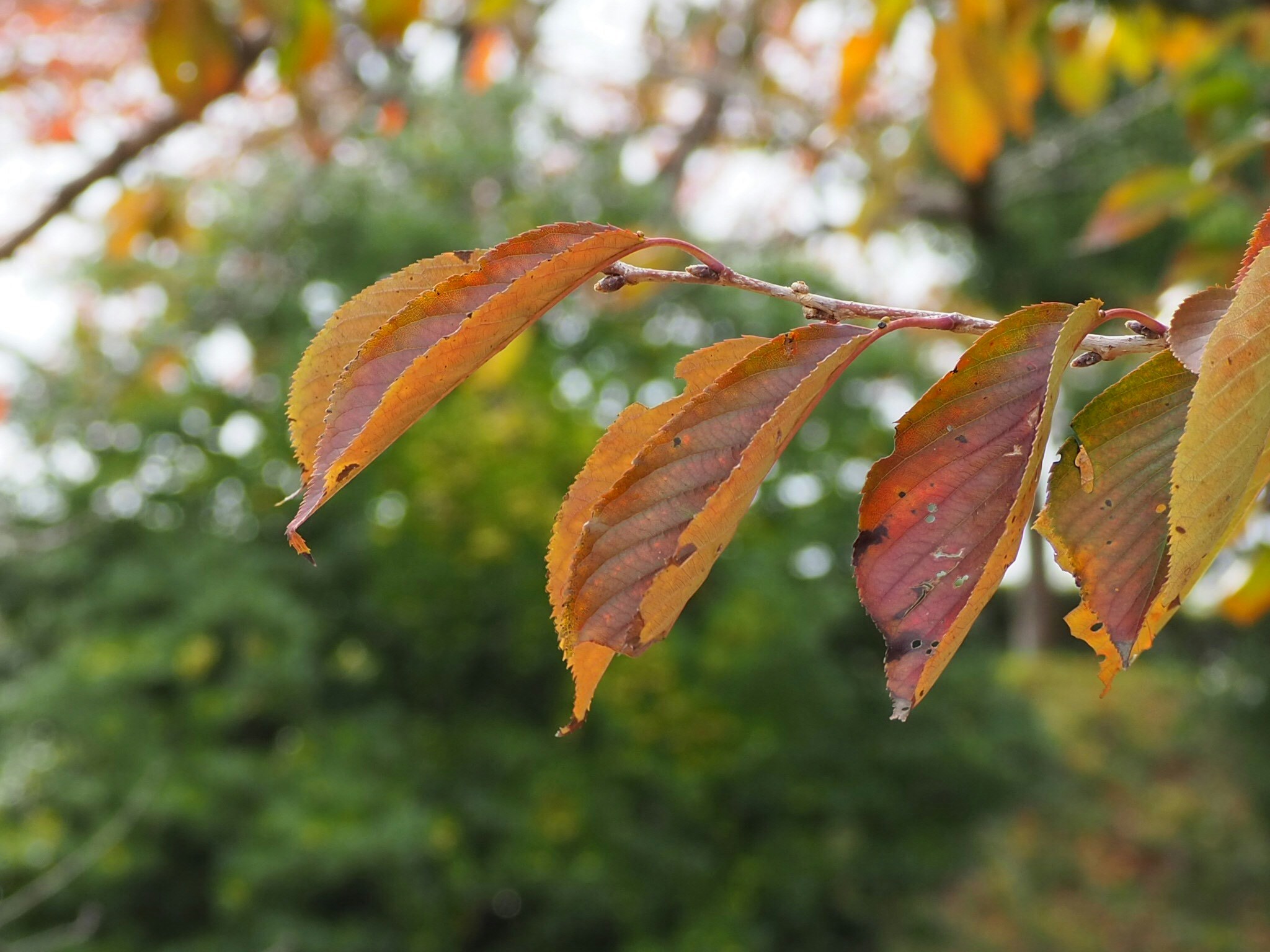 Zum Profil von abigail low