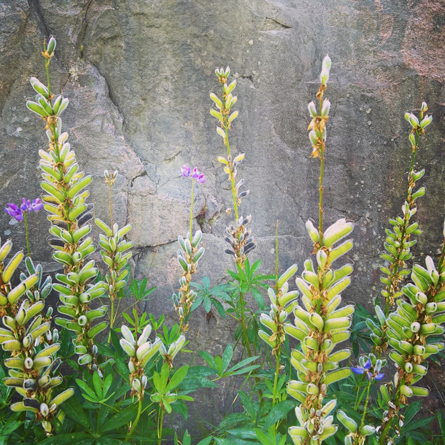 Go to Jennifer Pajula's profile