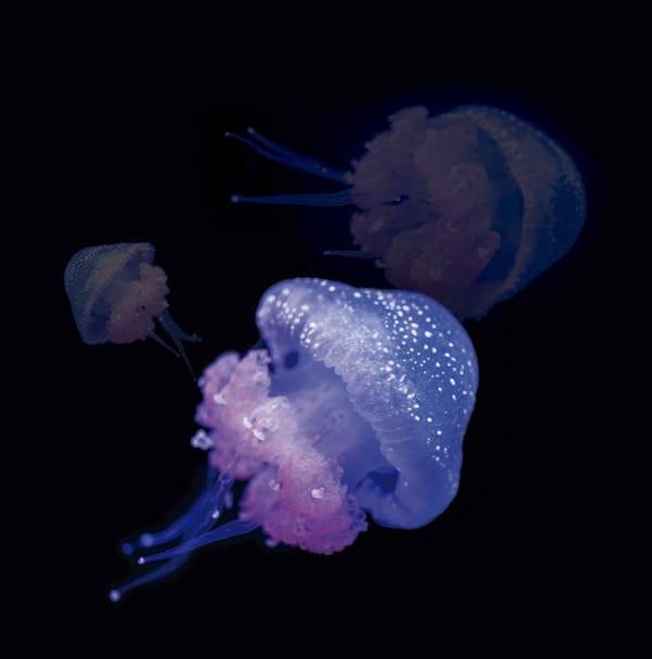 Avatar of user Manuel  Inglez