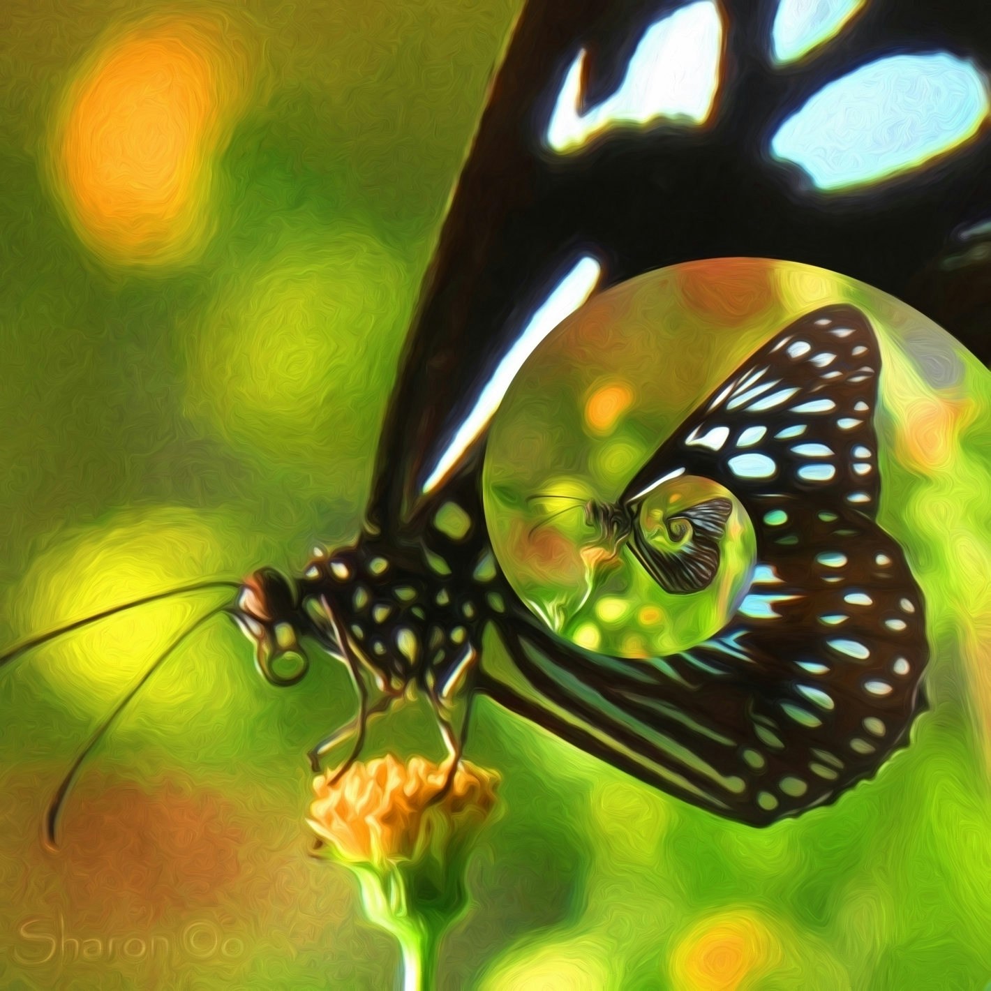 Go to Sharon Co Images's profile